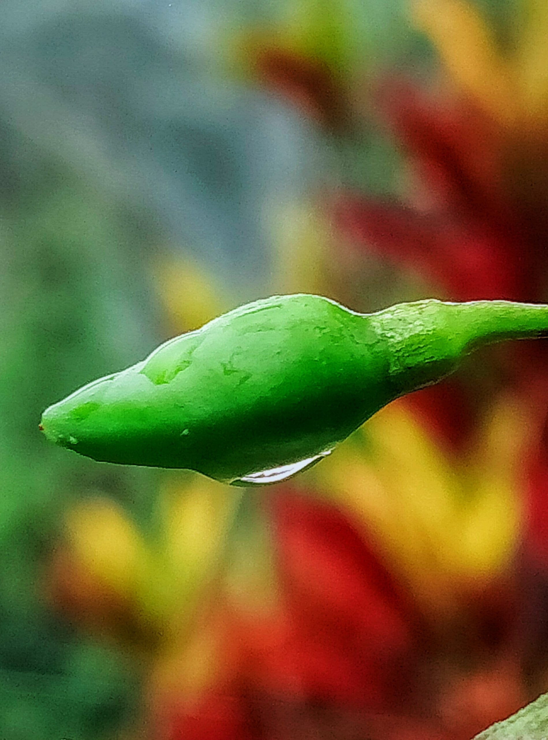 waterdrop on green chilly