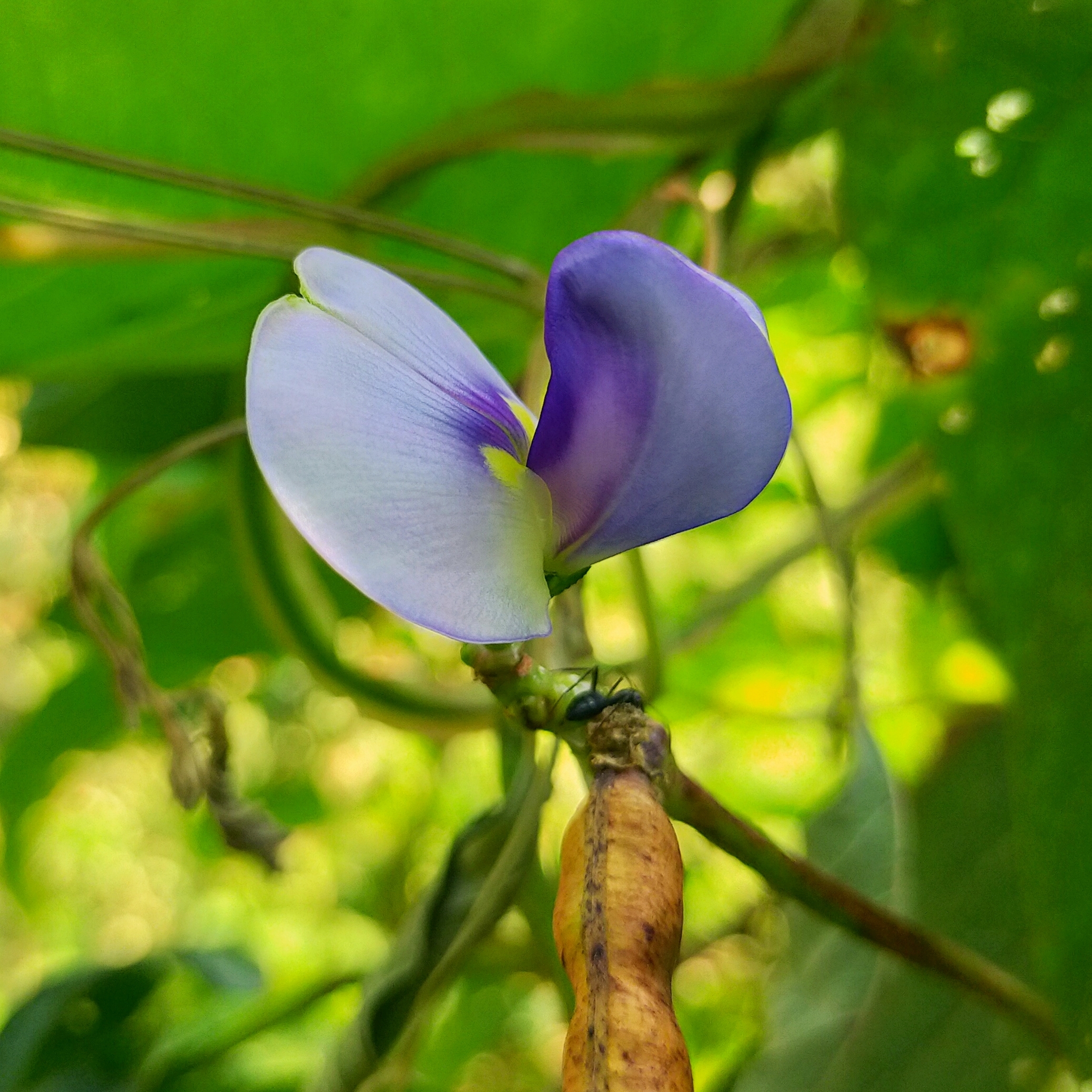 Blue Flower on plant