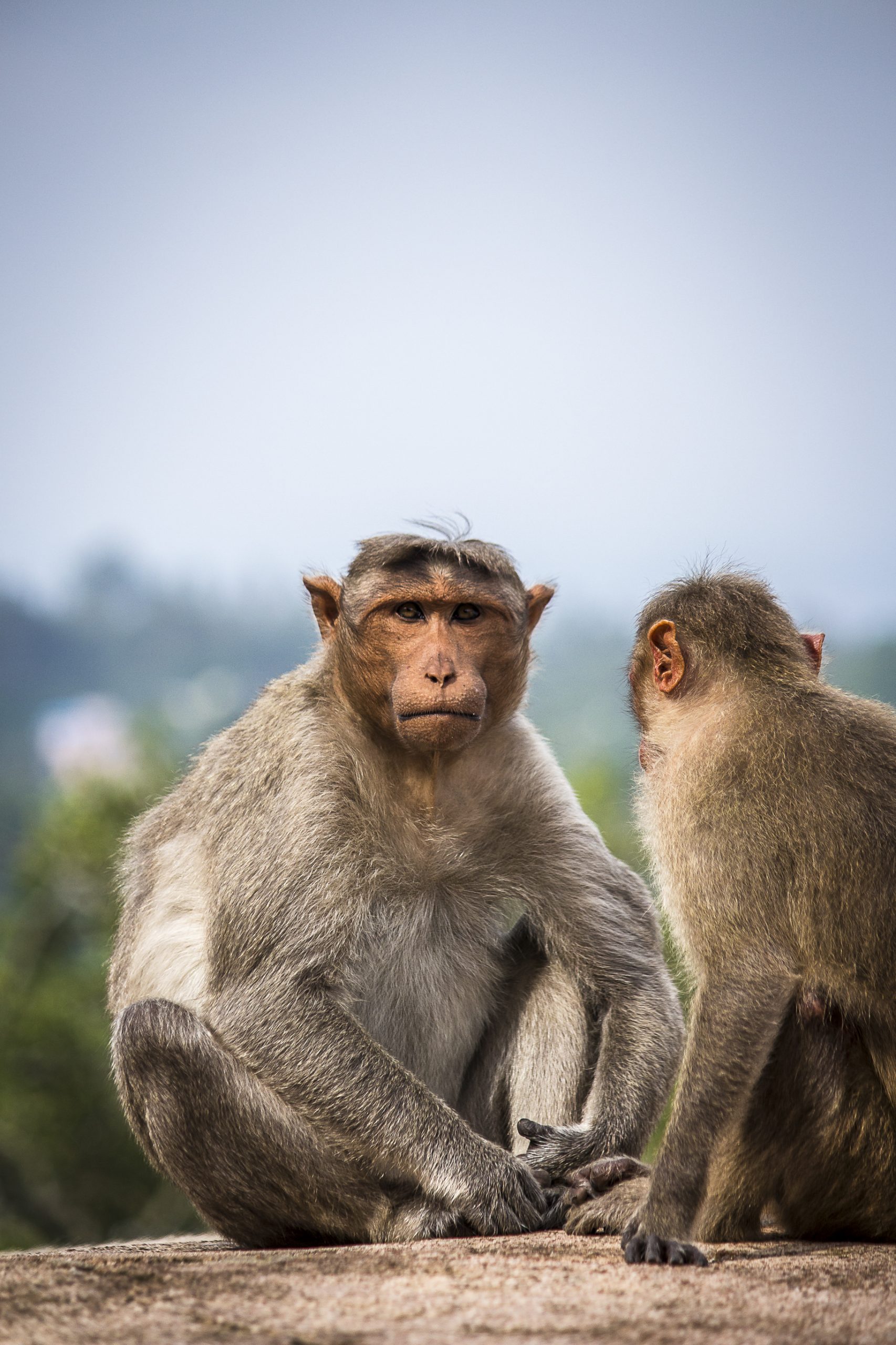 Bonnet macaque Monkeys