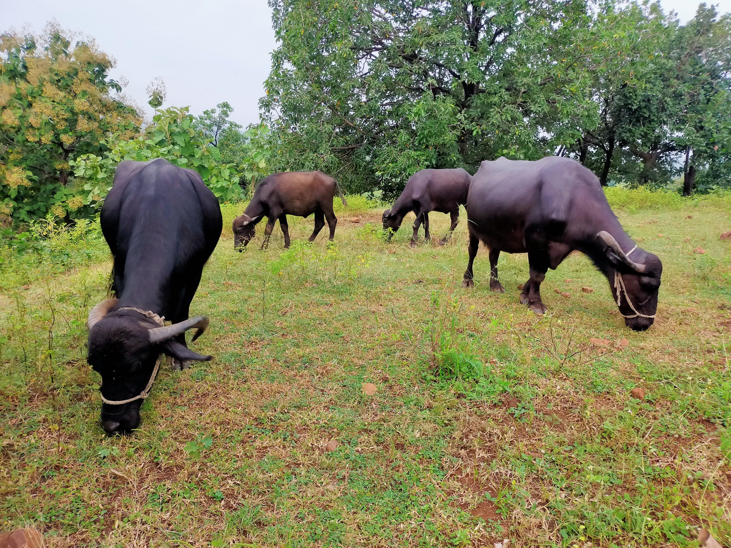 Buffaloes grazing in a jungle