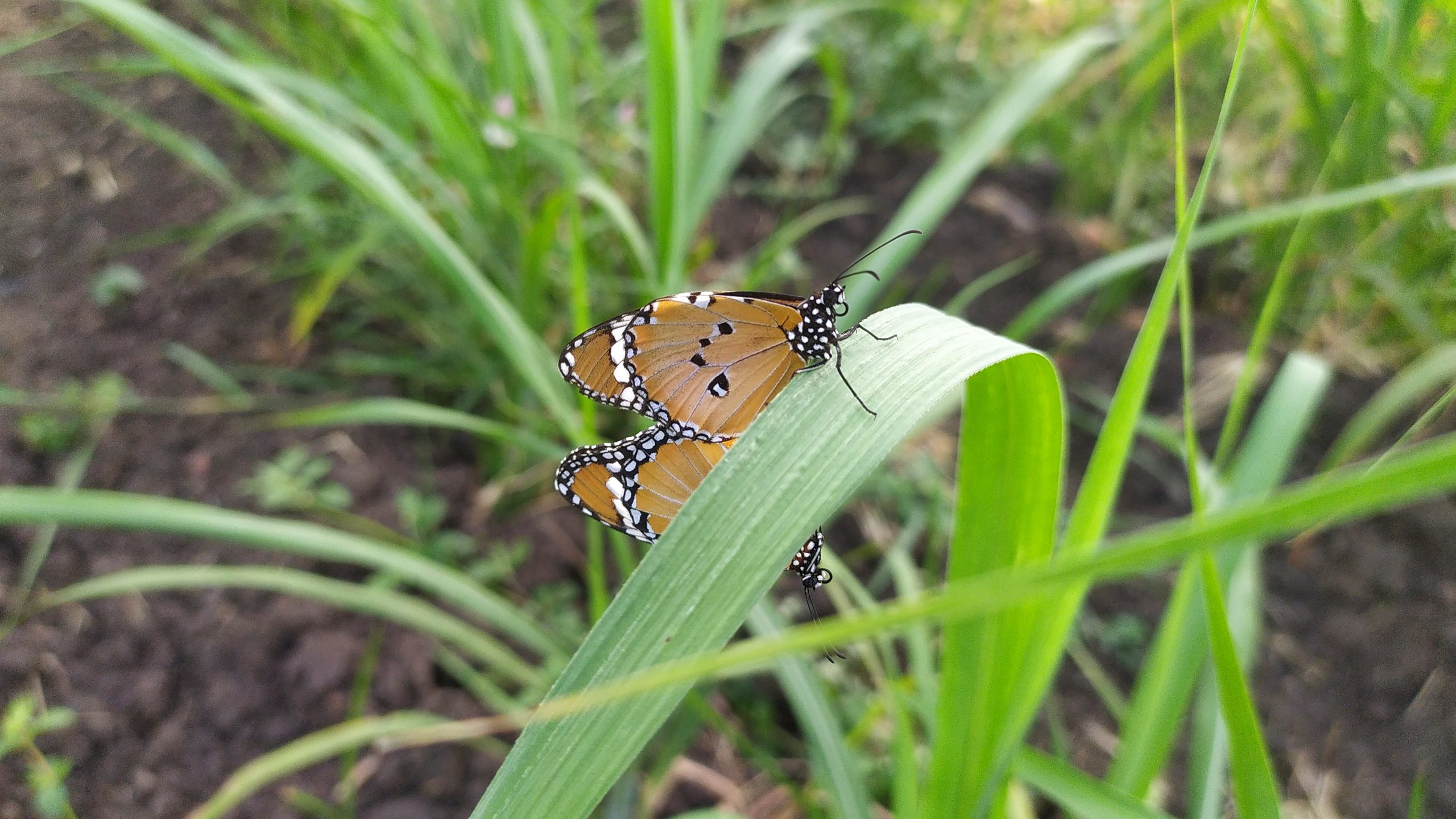 Butterflies on grass