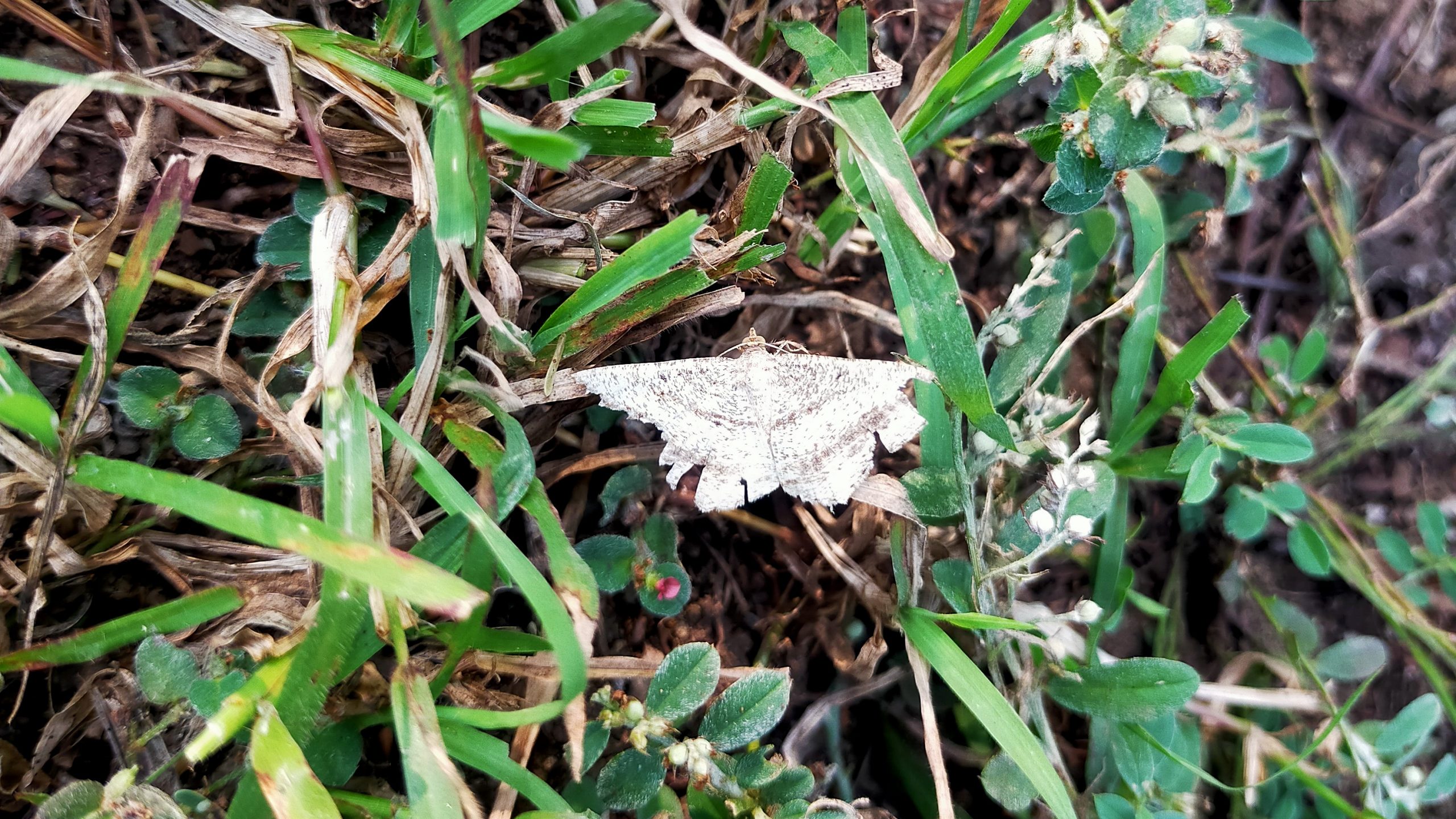 A butterfly on grass