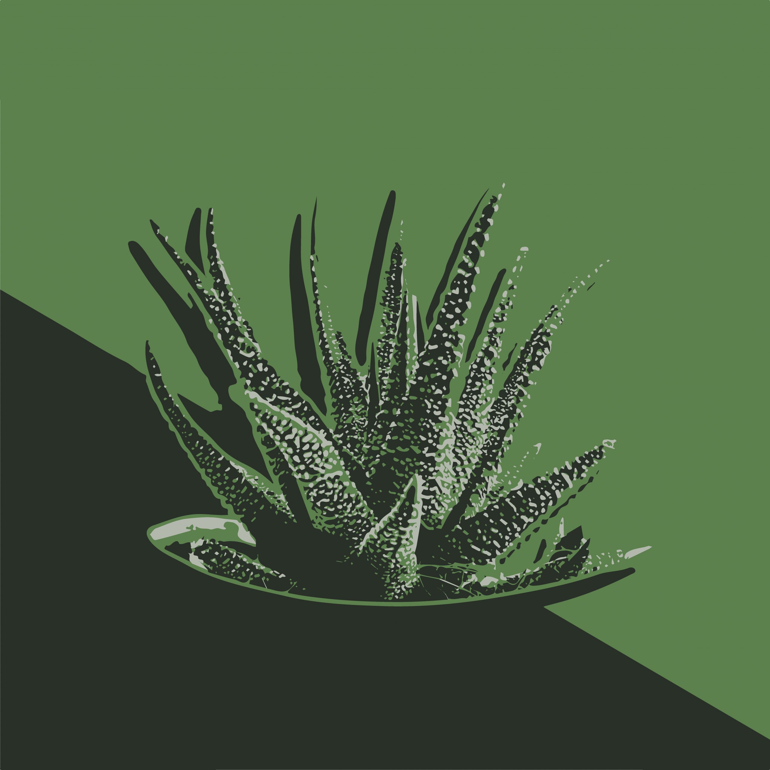 Cactus plant illustration