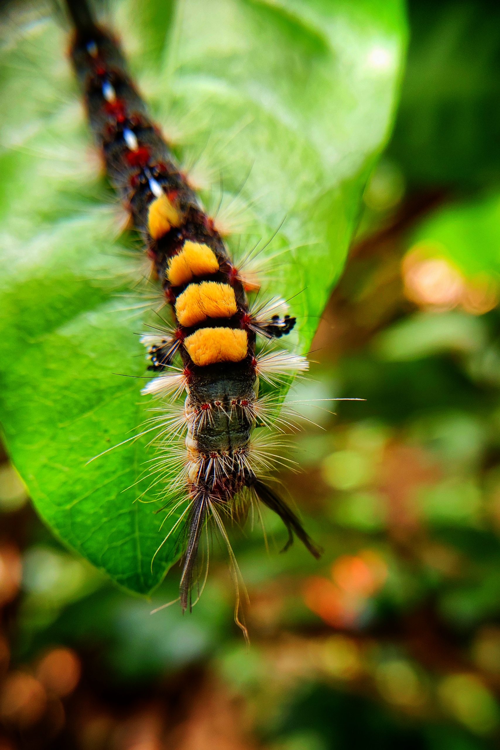 Caterpillar on a leaf