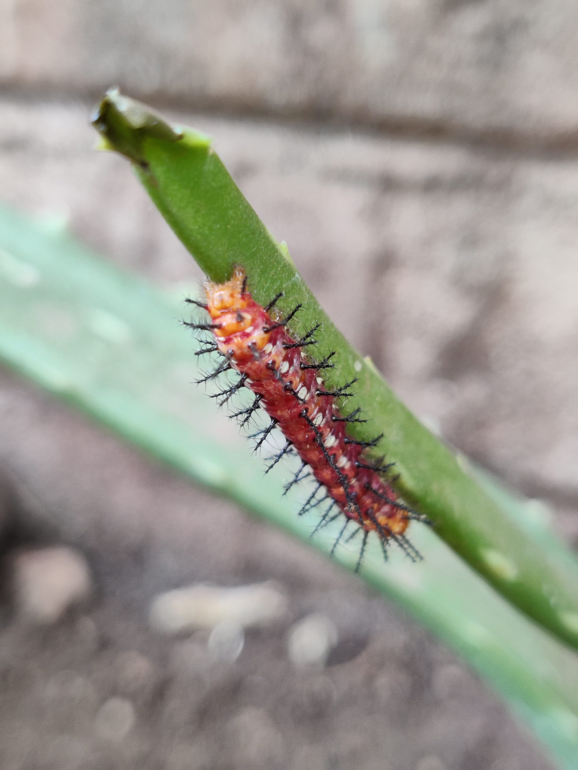 Caterpillar on plant leaf