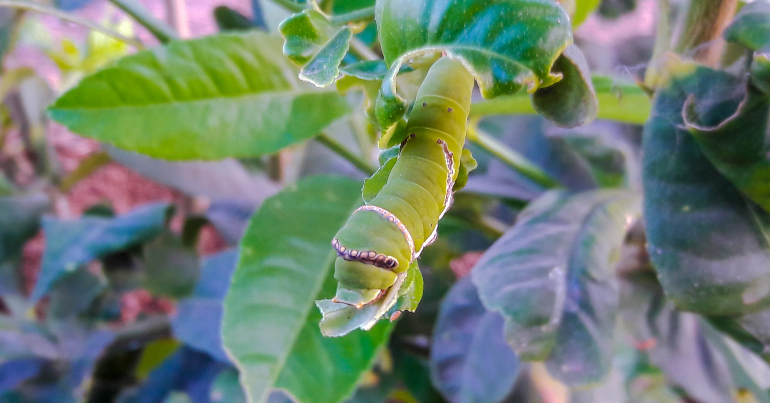 Caterpillars larva on a leaf