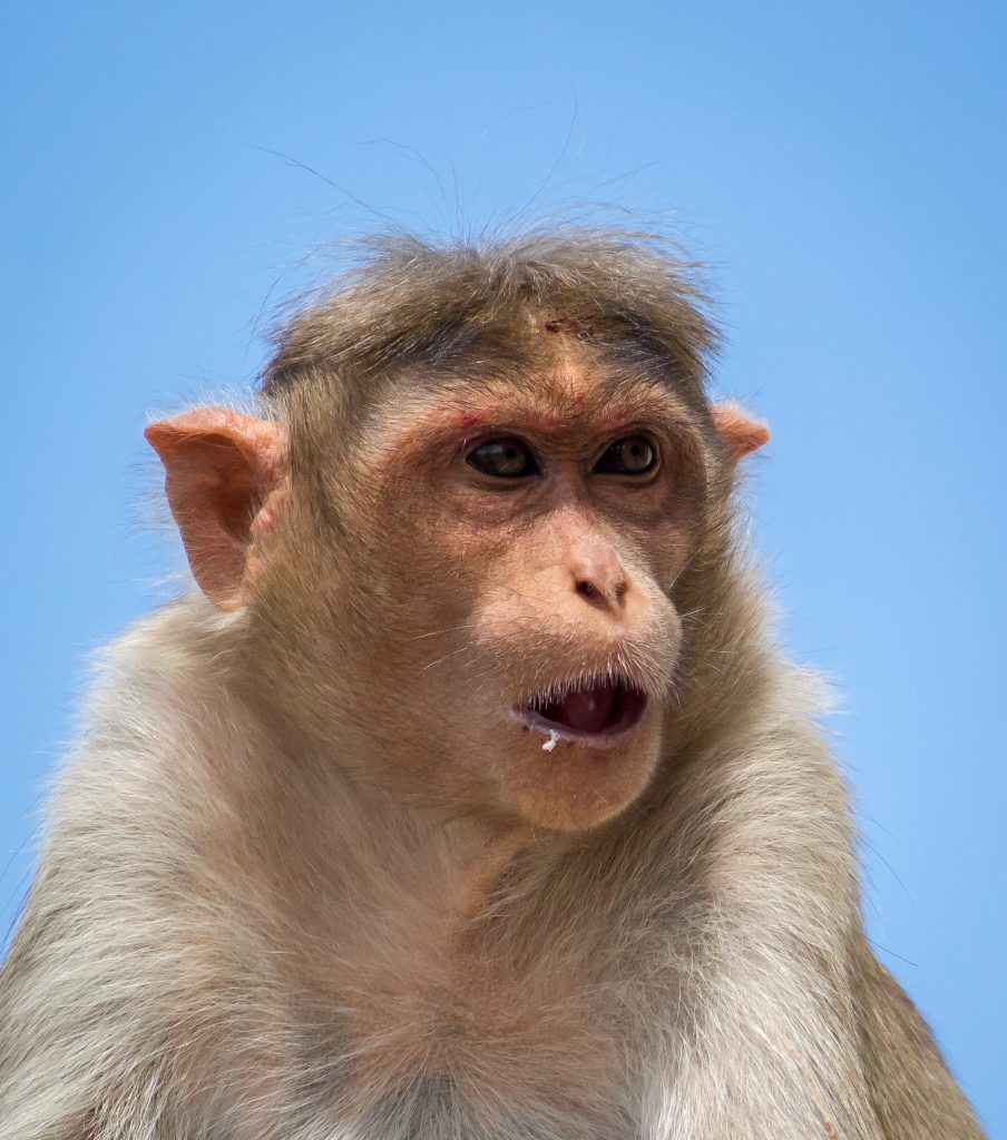 Close Up Of Bonnet Macaque Monkey - Pixahive