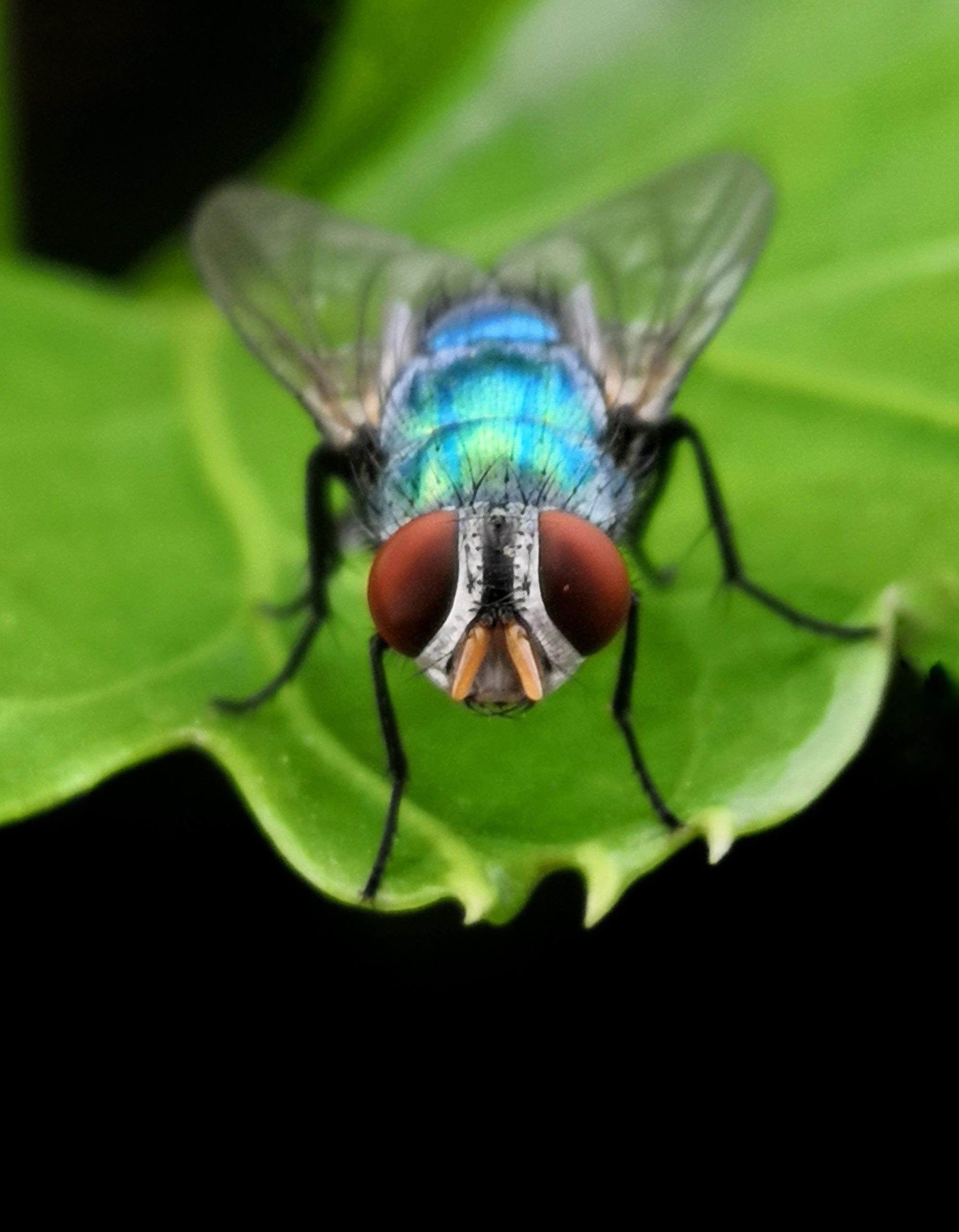 Close up of a housefly