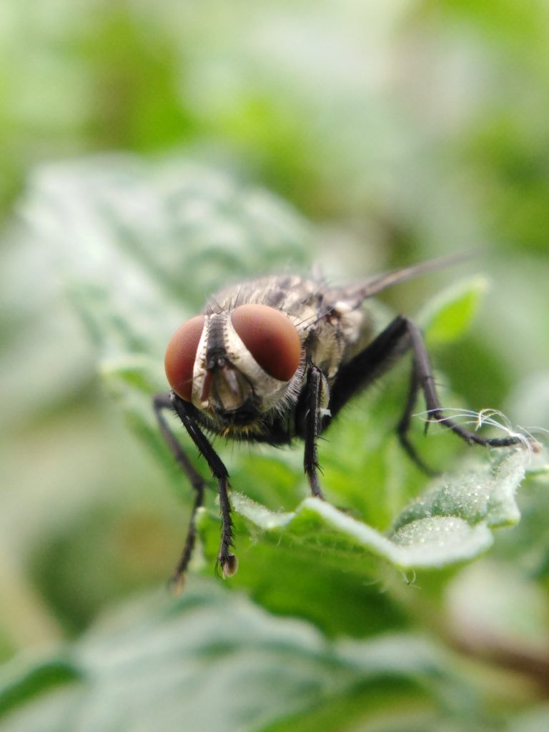 Closeup of a housefly PixaHive