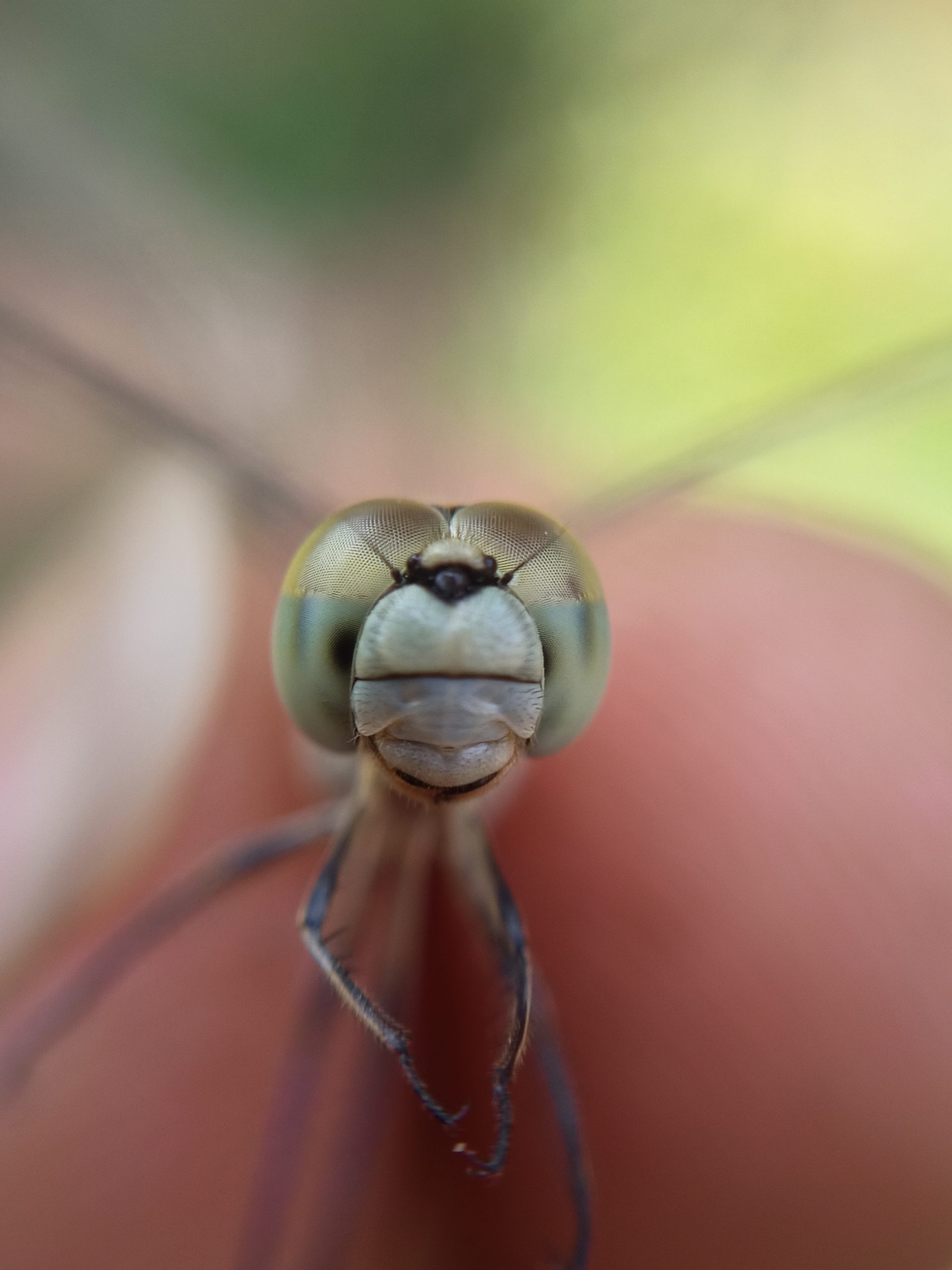 Closeup of a housefly