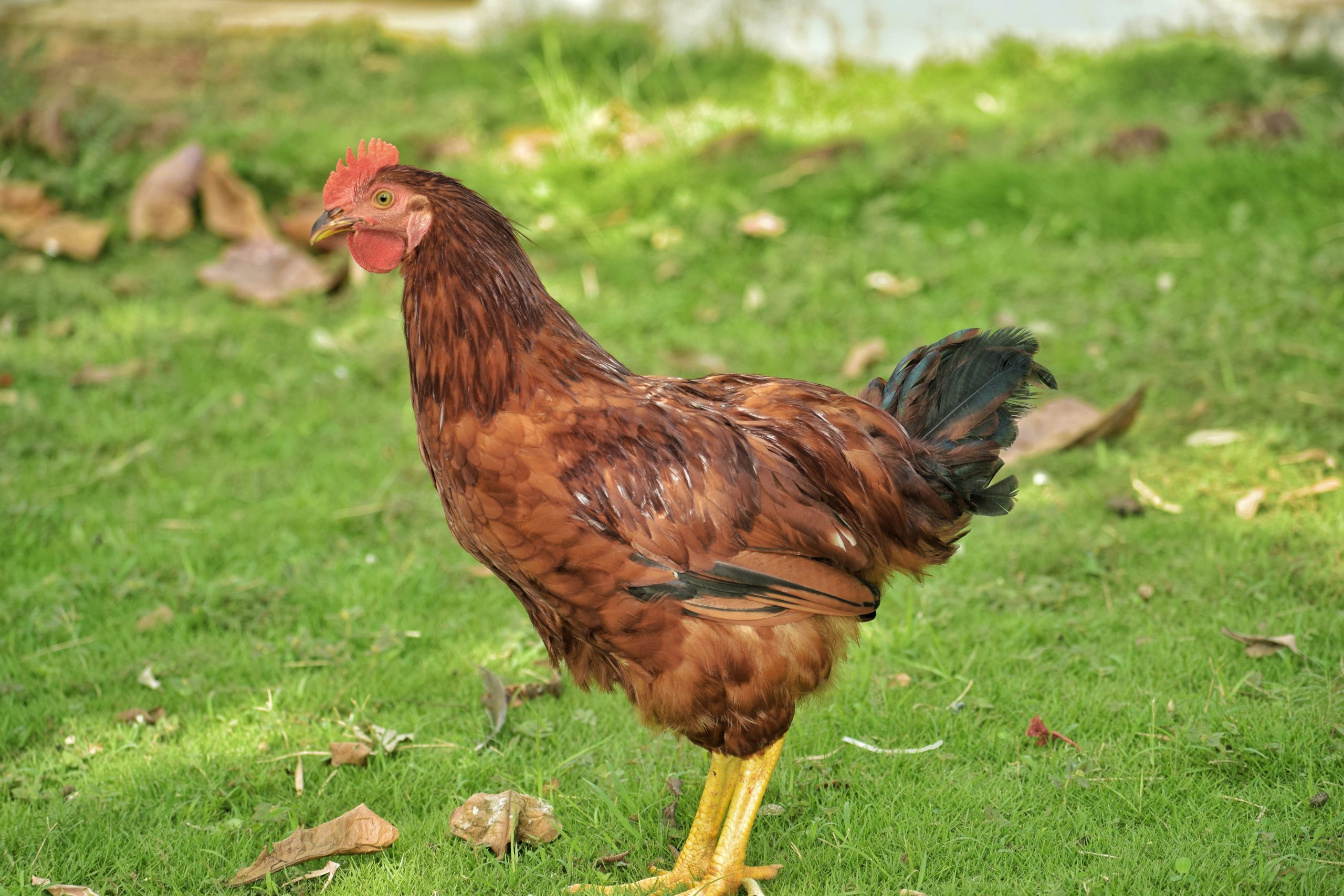Cock in the farm