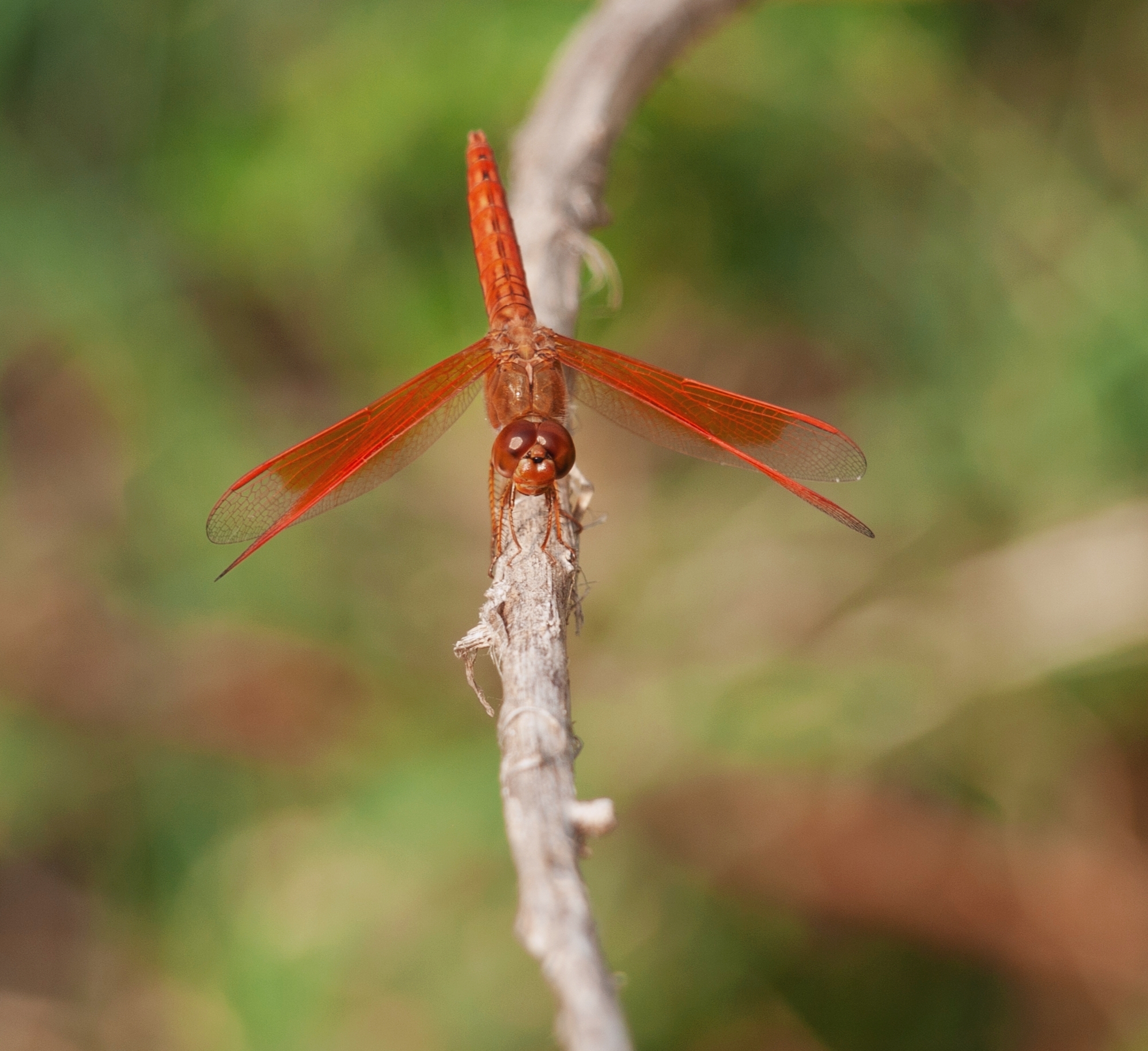 Colorful dragonfly sitting on a stem