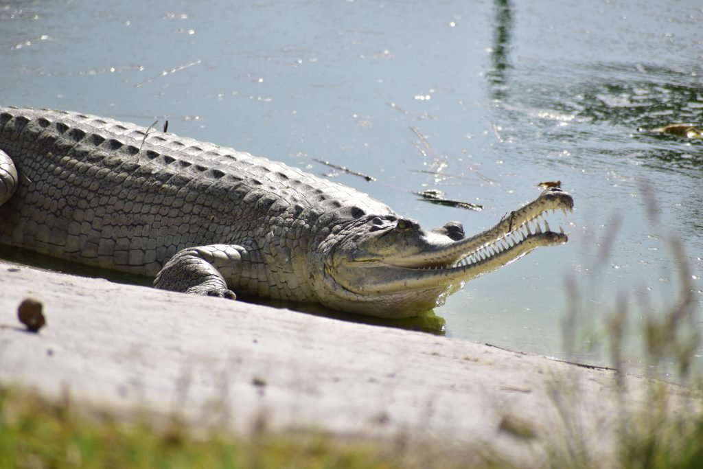 Crocodile in the pond PixaHive