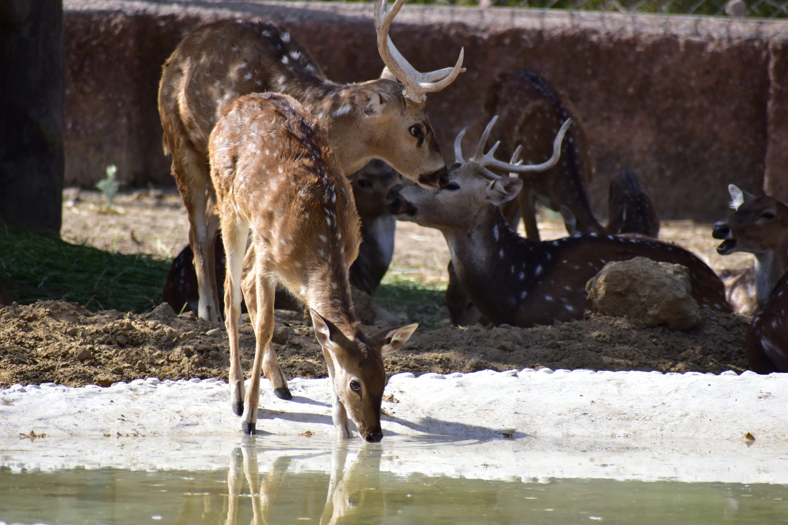 Deer drinking water from the river