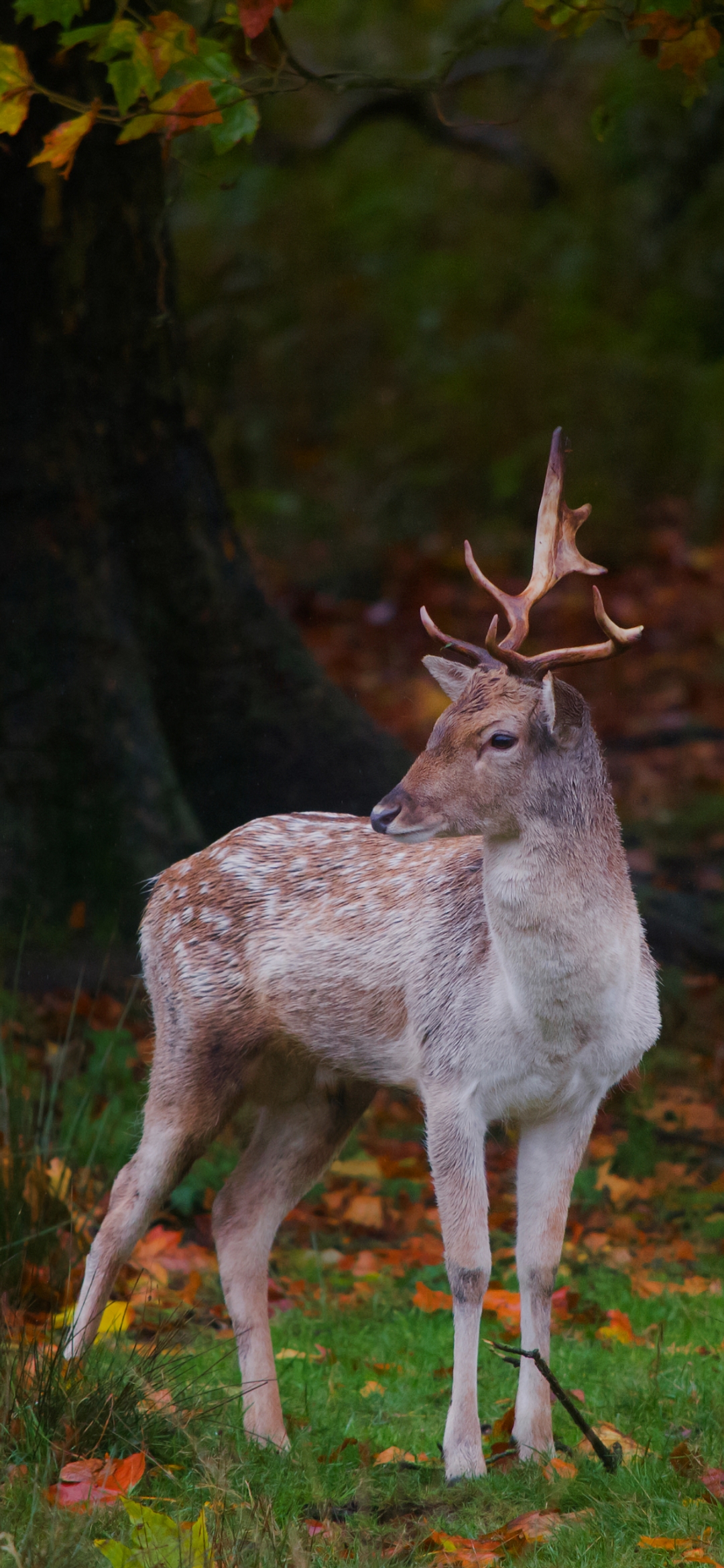 Deer in the forest