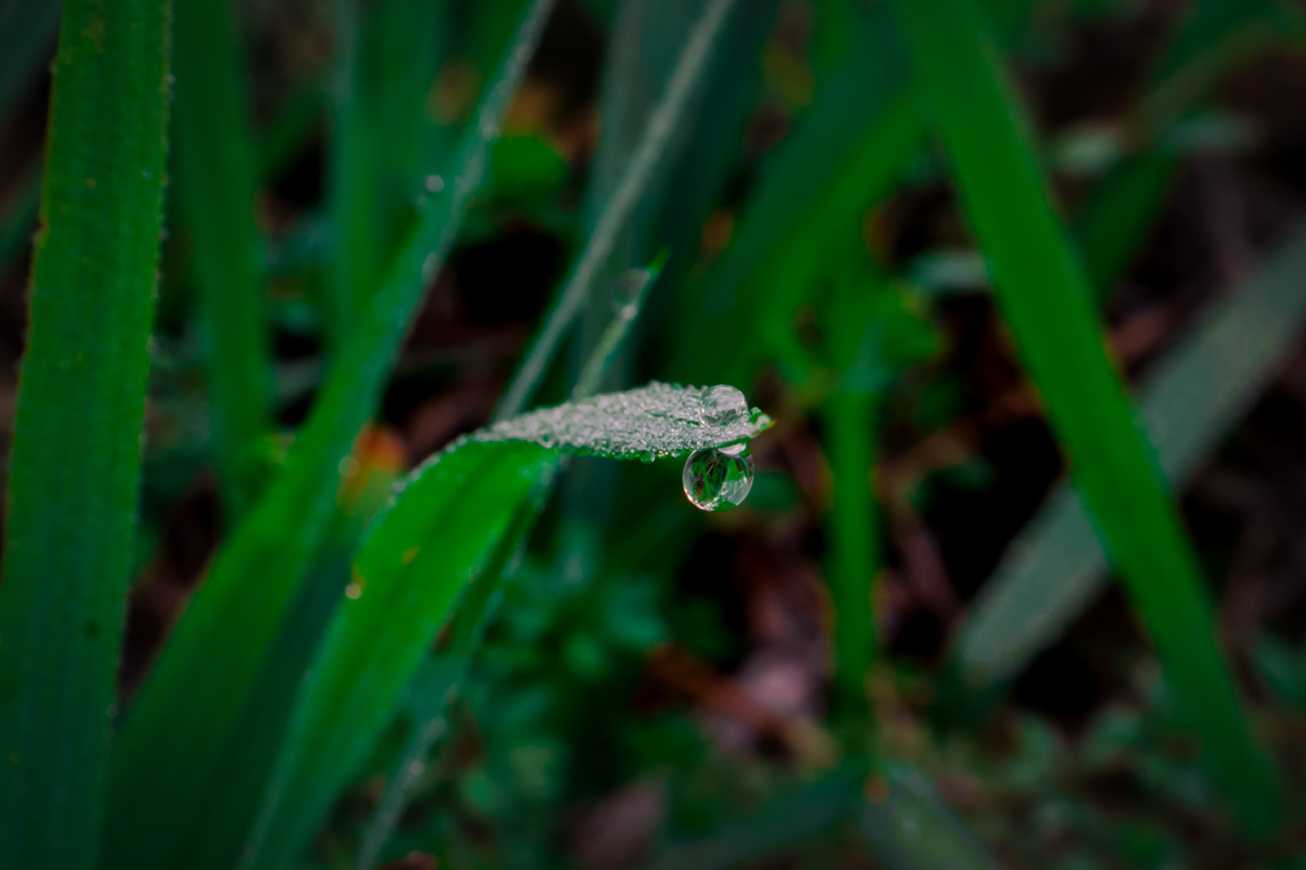 Dew drop on a grass straw