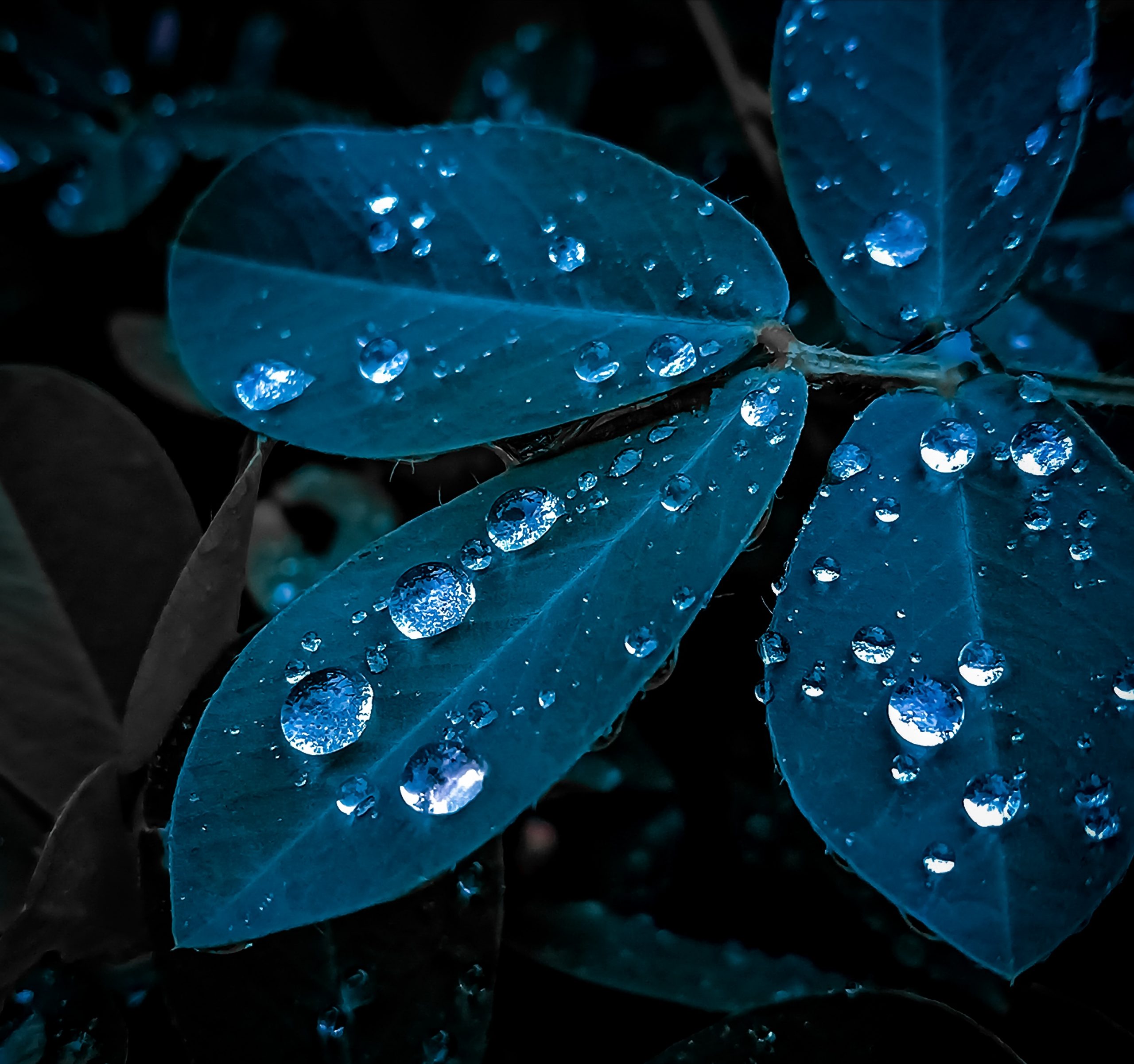 Dew drops on a plant leaves