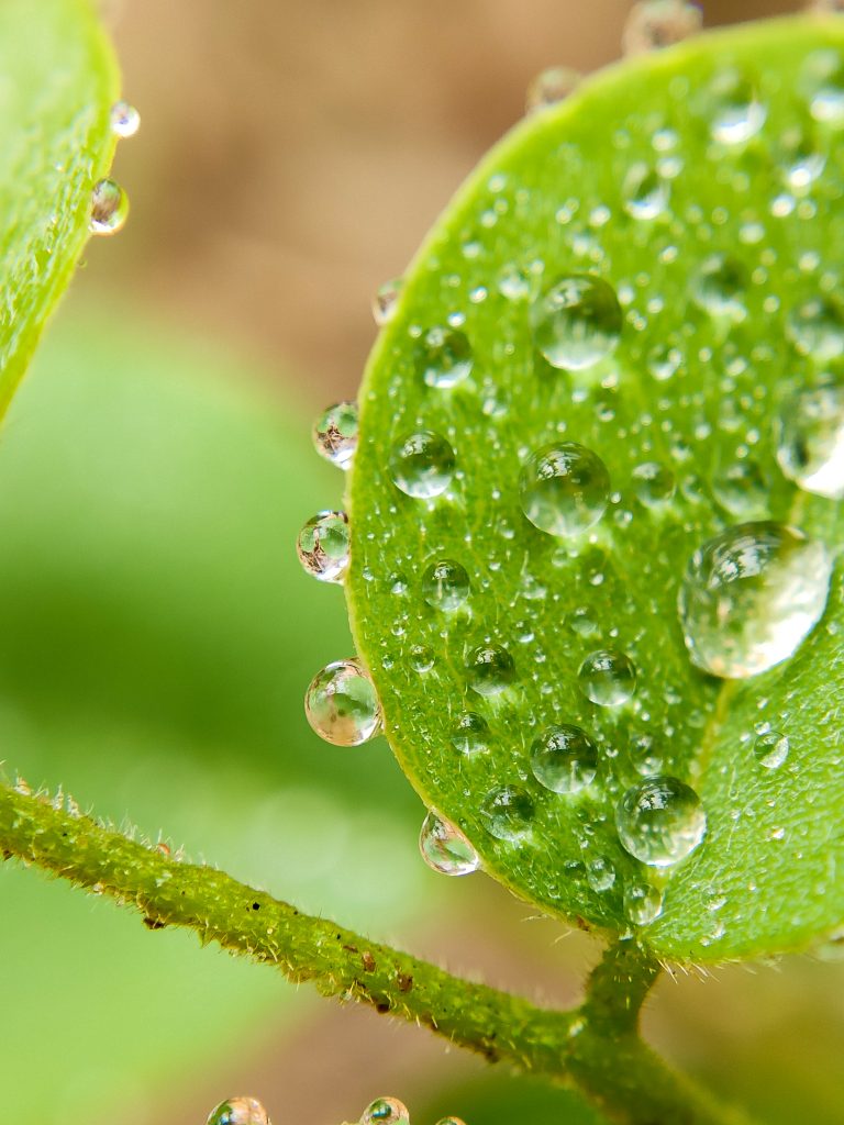 Dew drops on leaf - PixaHive