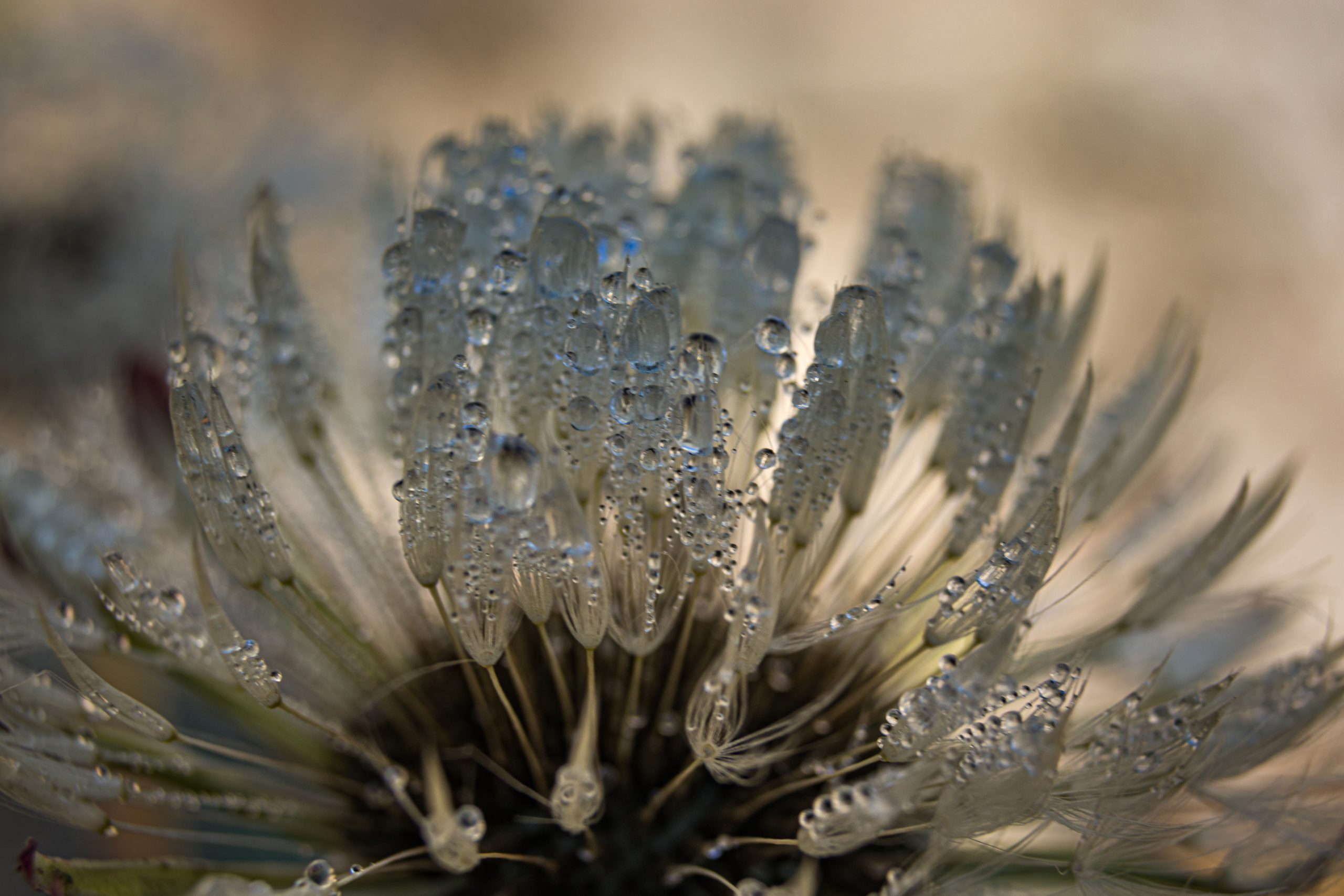 Dew drops on the plant leaf