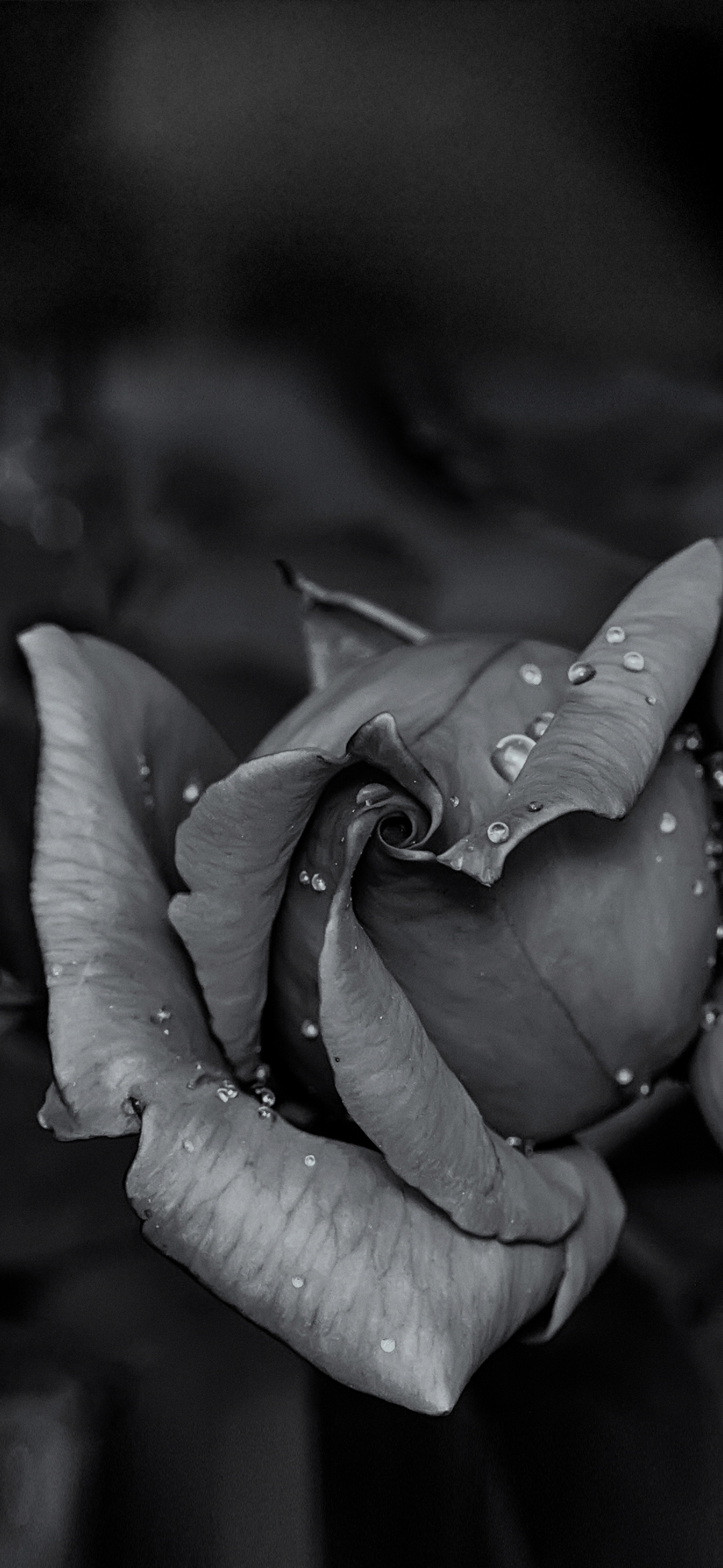 water Drops on Rose