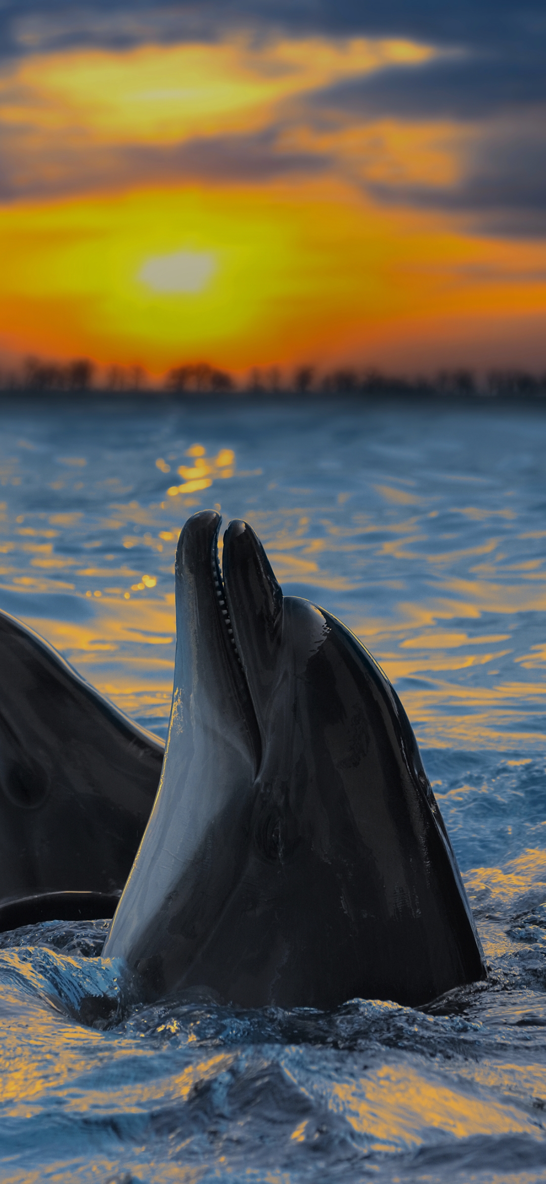 Dolphin in sea