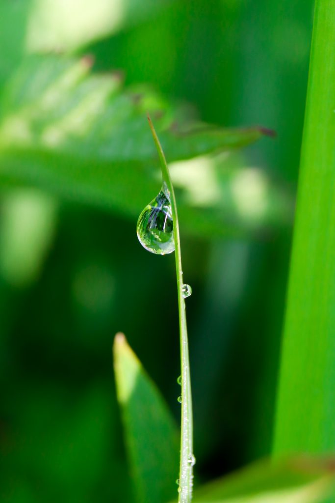 Drop of water on plant stem - PixaHive