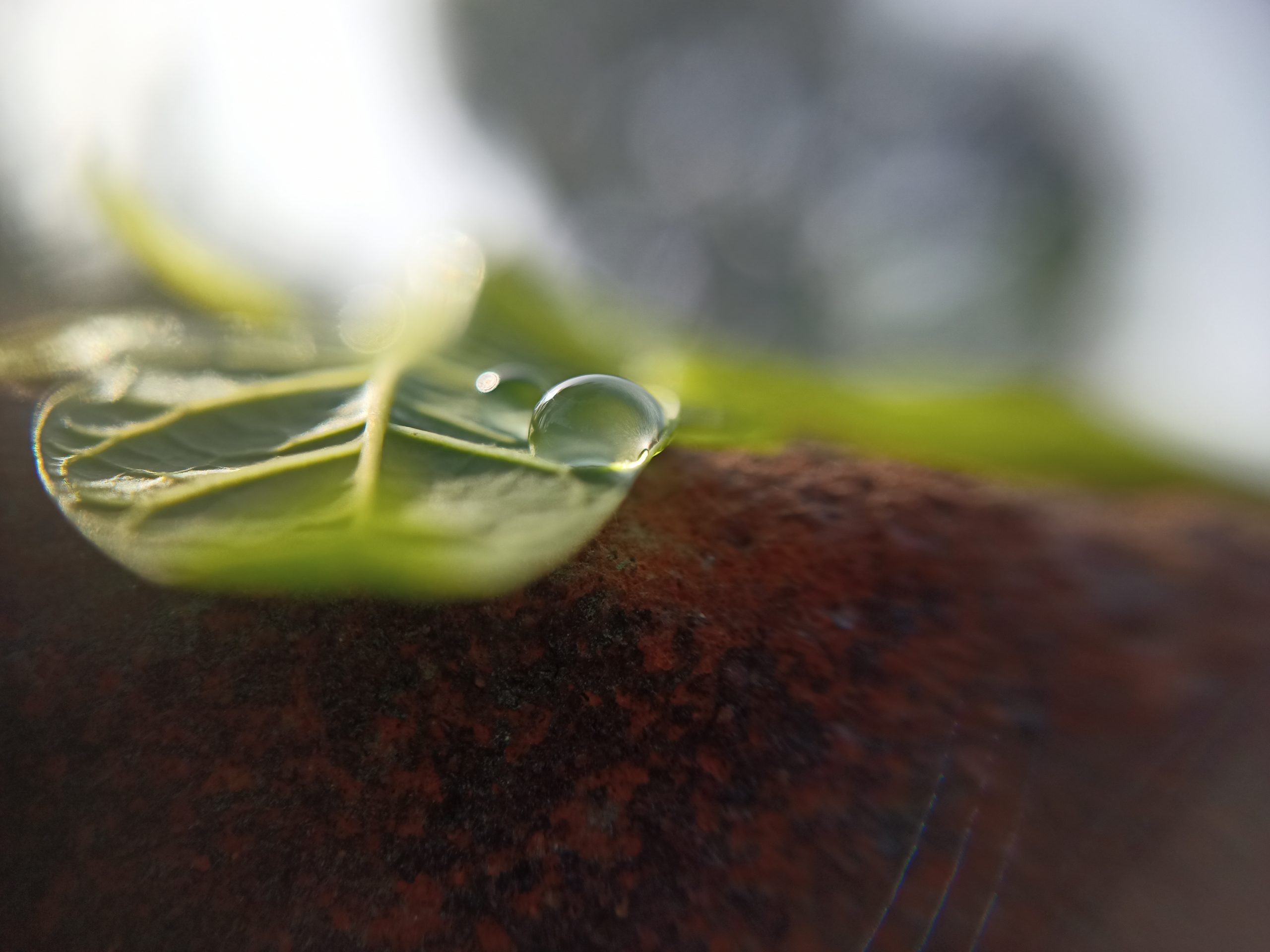Drop on leaf
