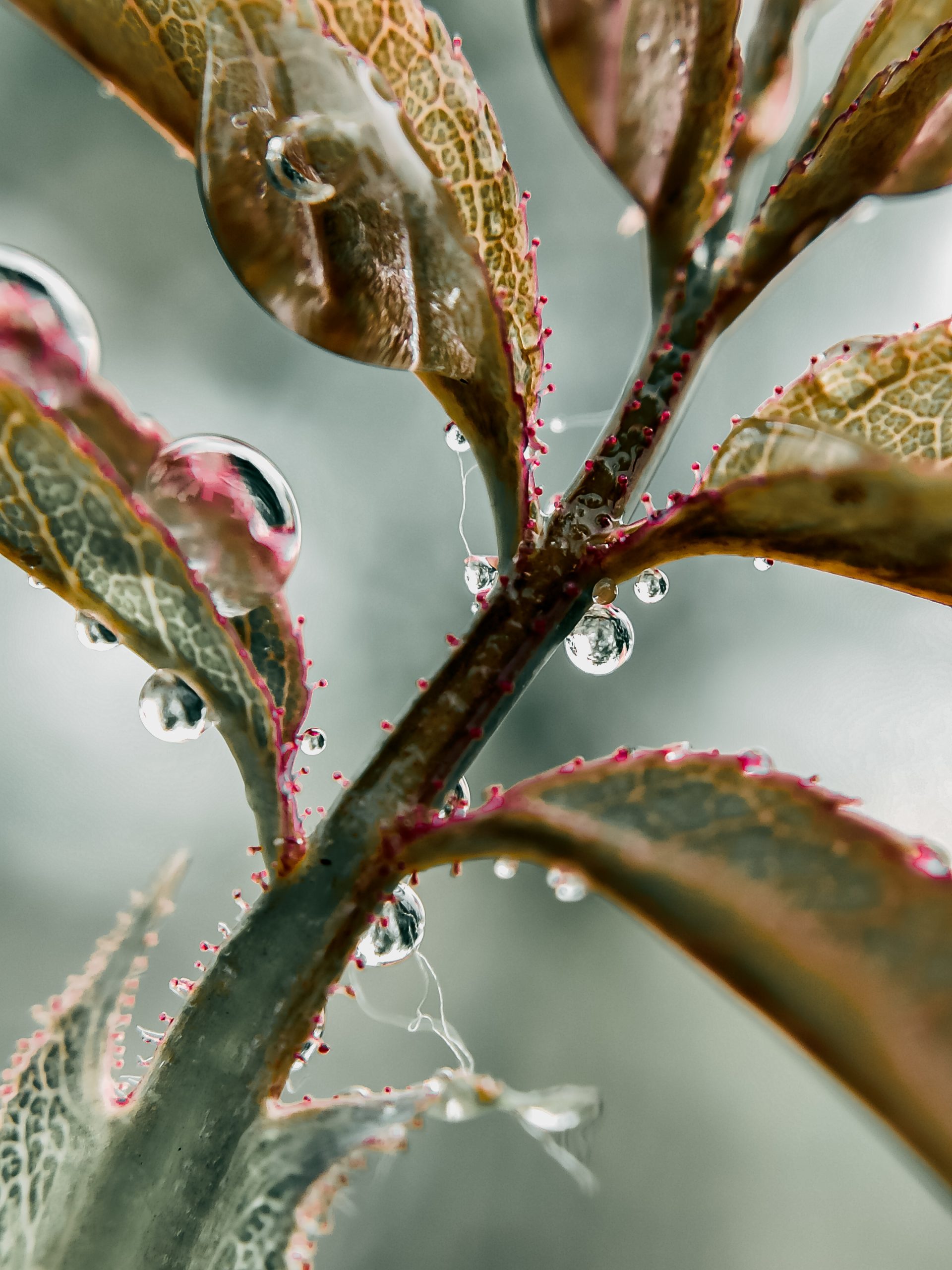 Droplets on rose’s leaf