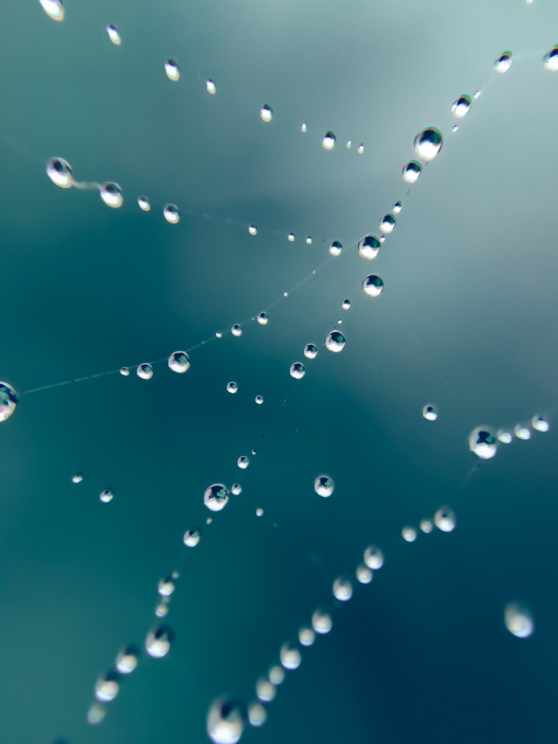 Droplets on spider web