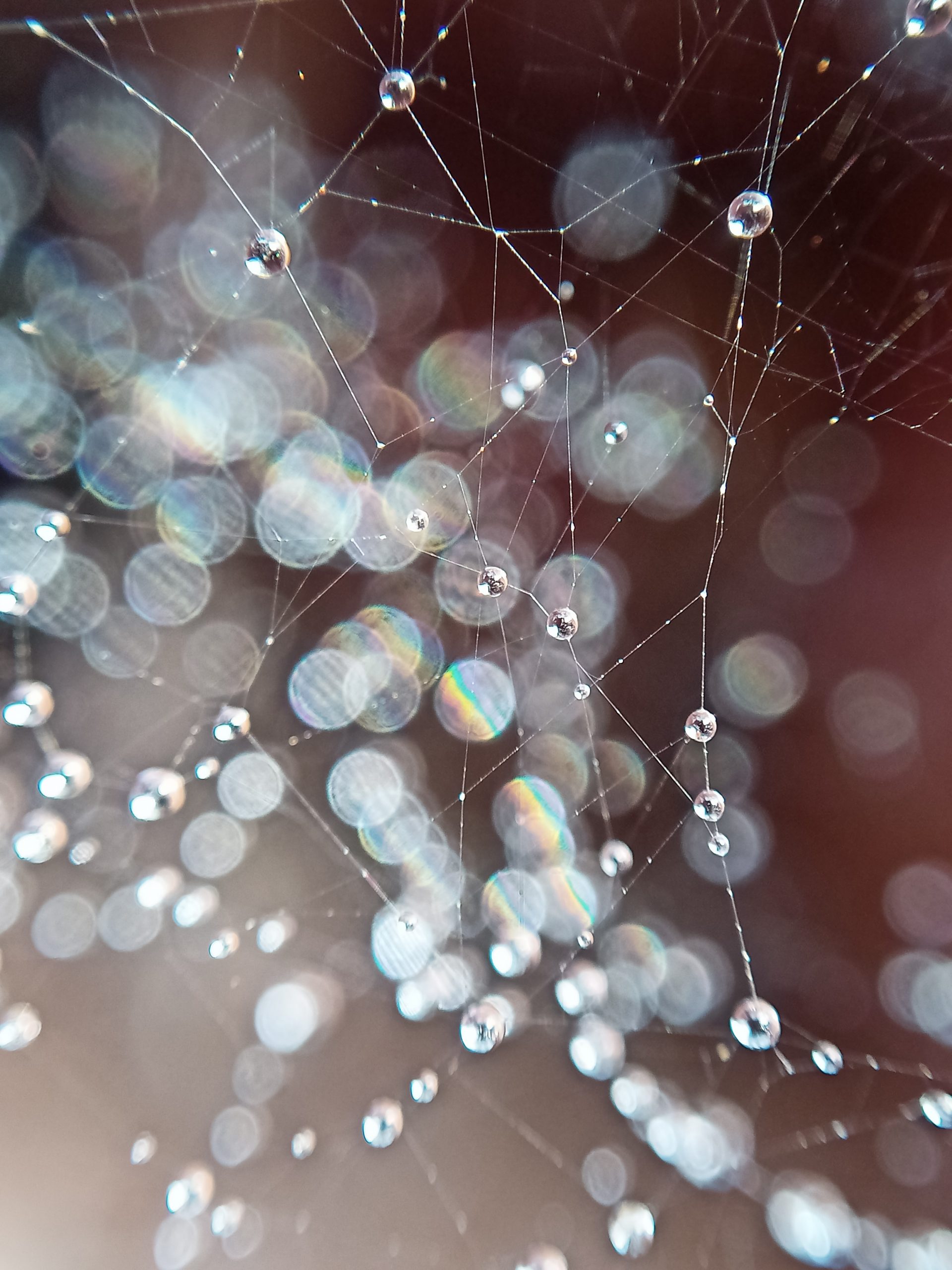 Drops on spider web
