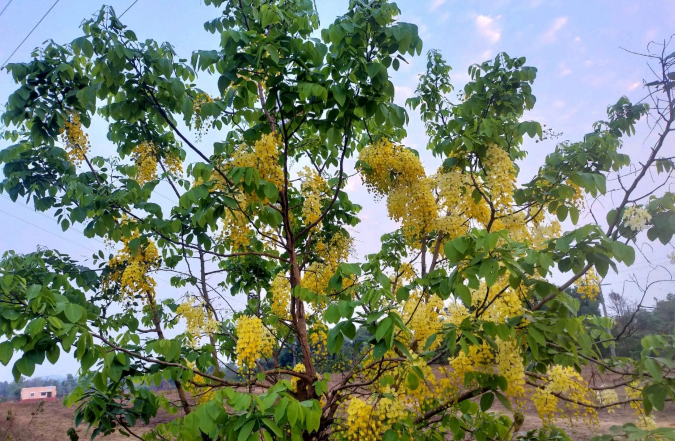 Flowers of a tree