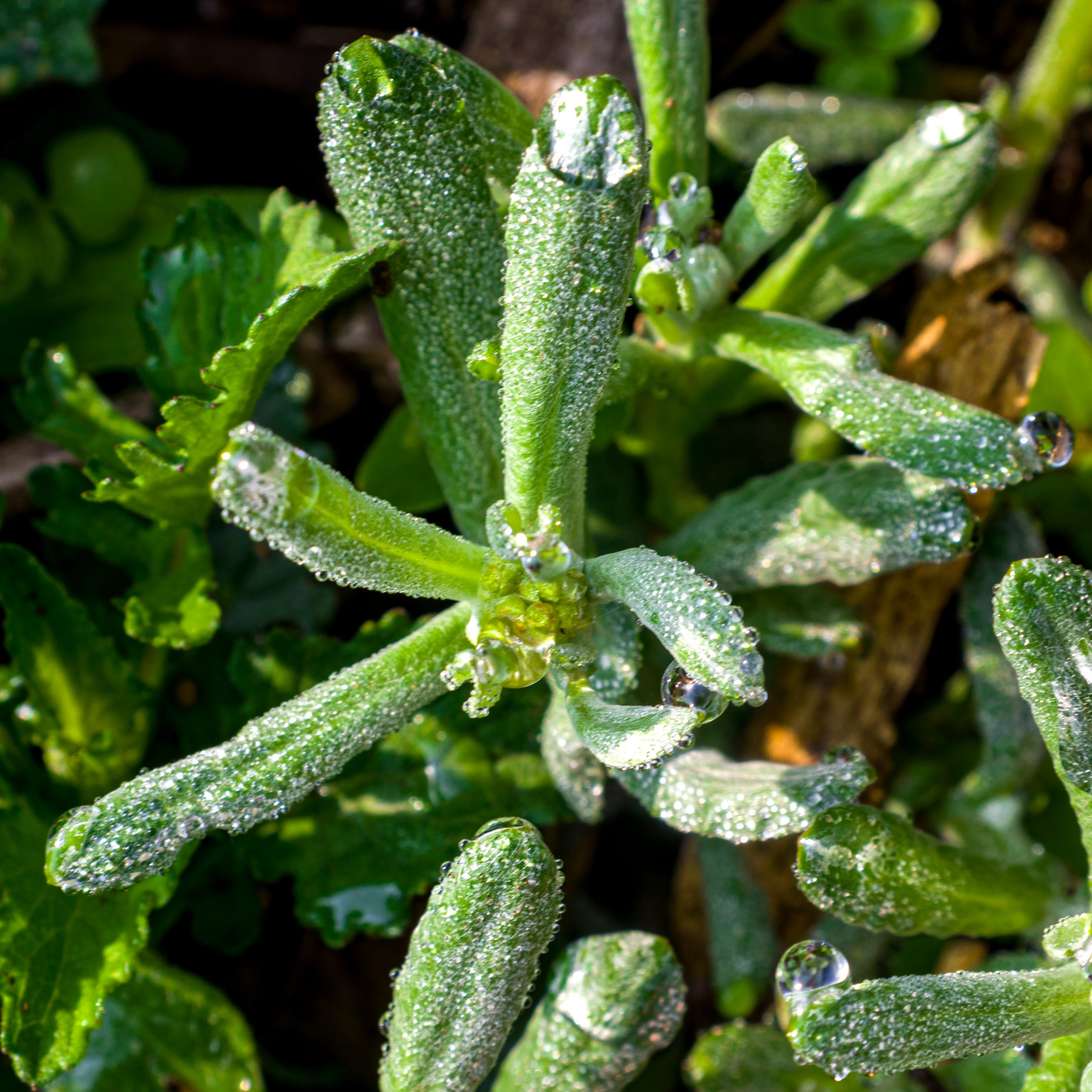 Frost and dew drops on a plant leaves