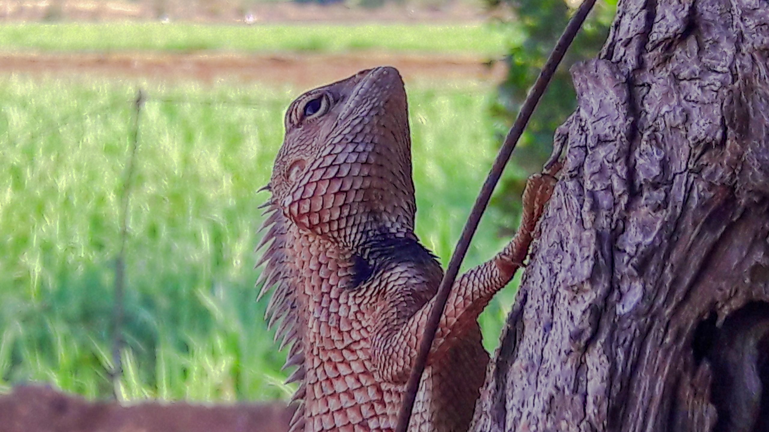 Garden lizard on a tree bark
