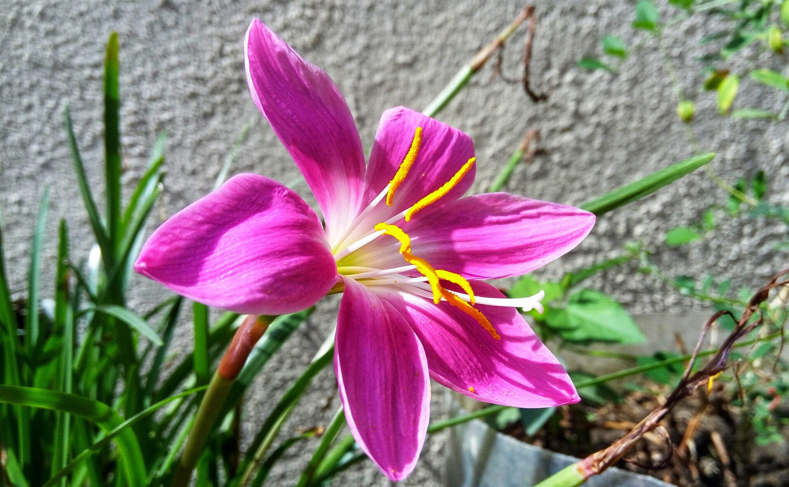 Glorious pink lily