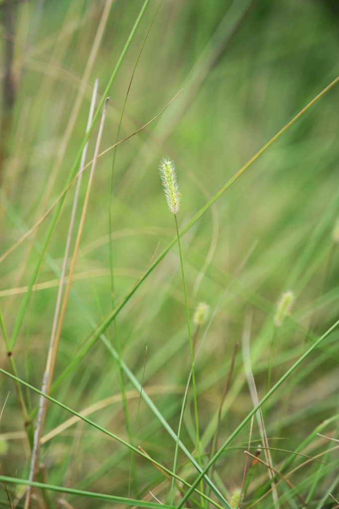 Grass straws PixaHive