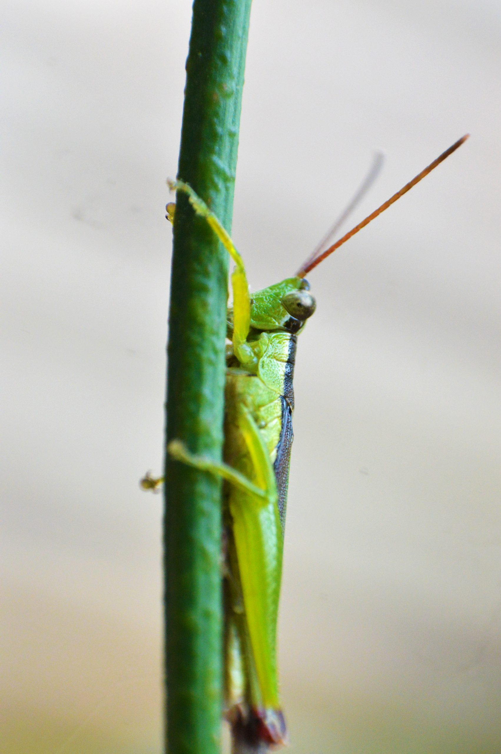 Grasshopper on twig