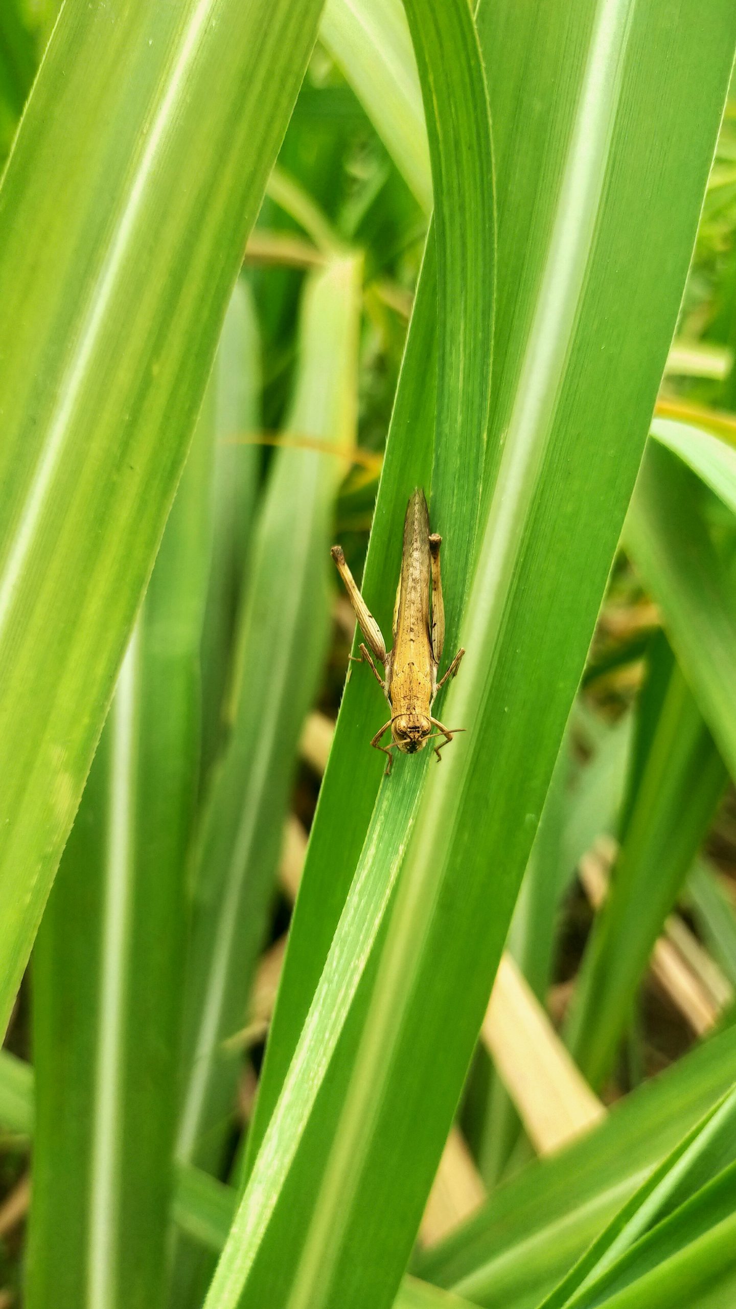Grasshopper on the leaf