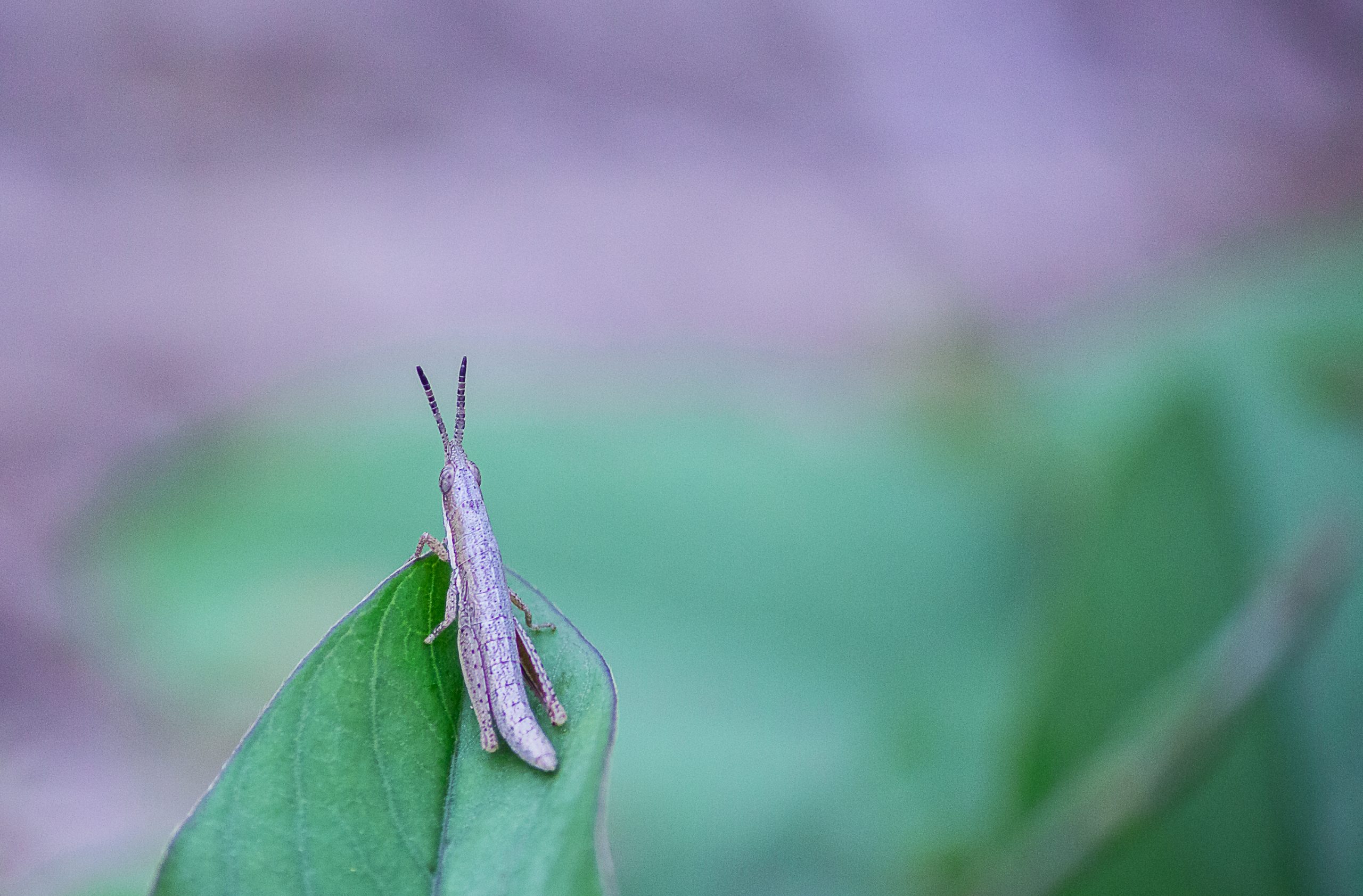 Grasshopper sitting on the Leaf