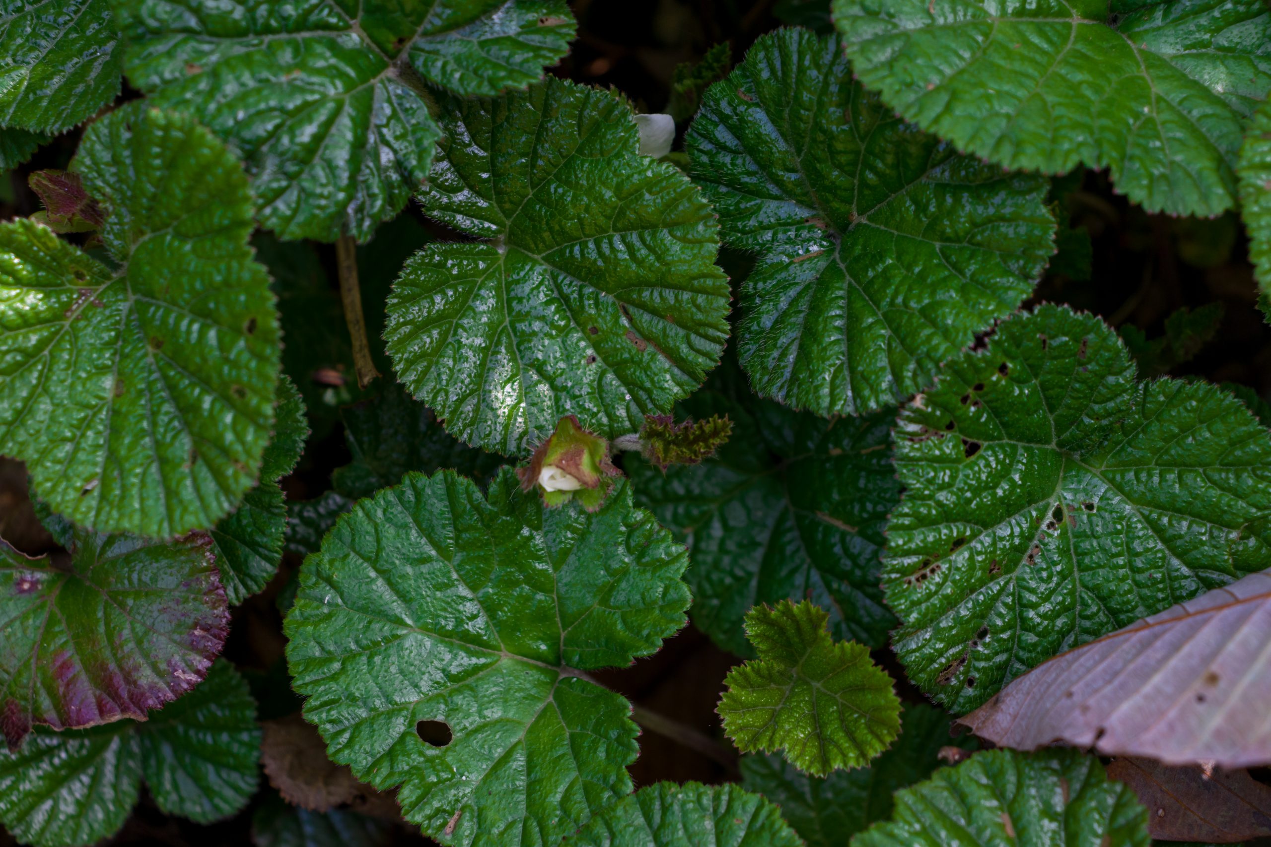 Green Leaves on plant
