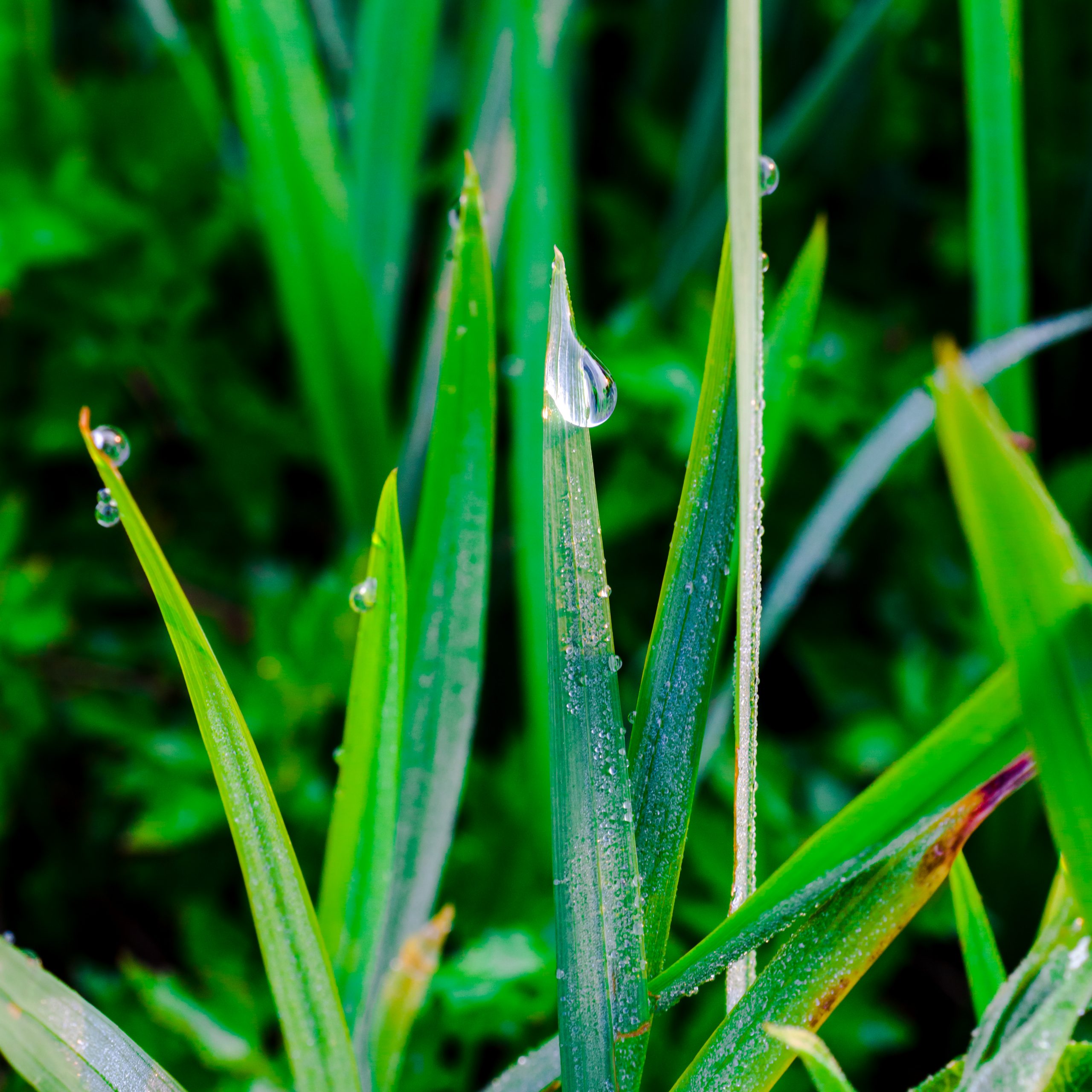 Water drops on grass leaves
