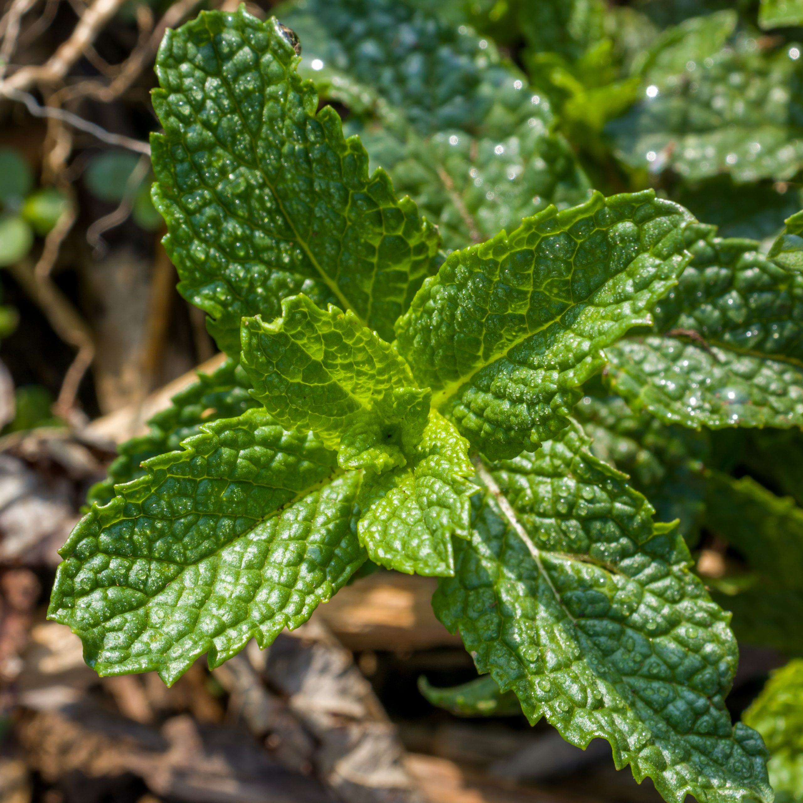 Sharp Sided Mint Leaves