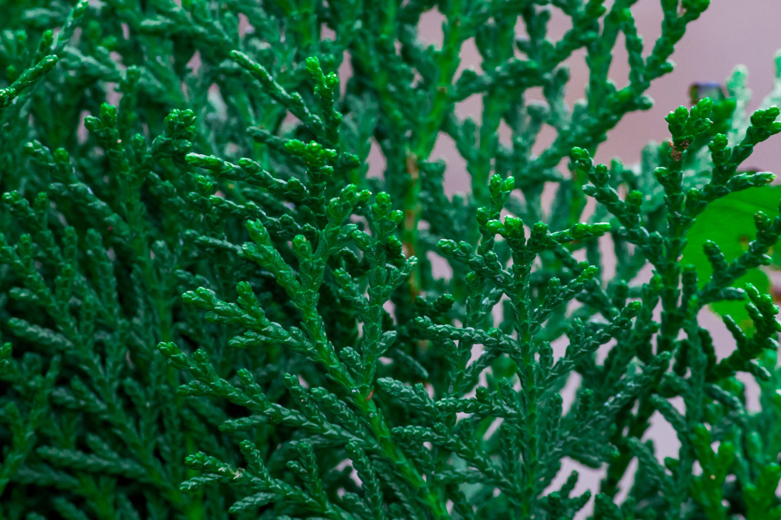 Green pine leaves