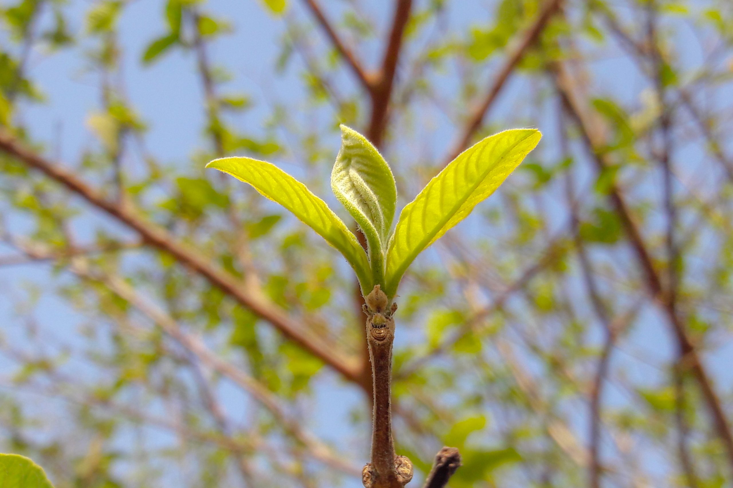 Growing leaves of a plant