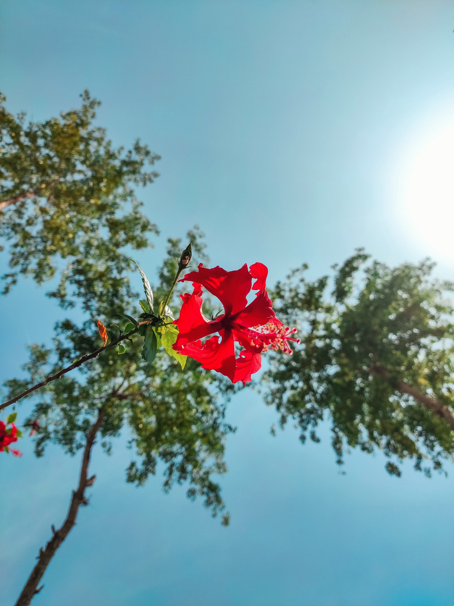 Hibiscus flower under blue sky