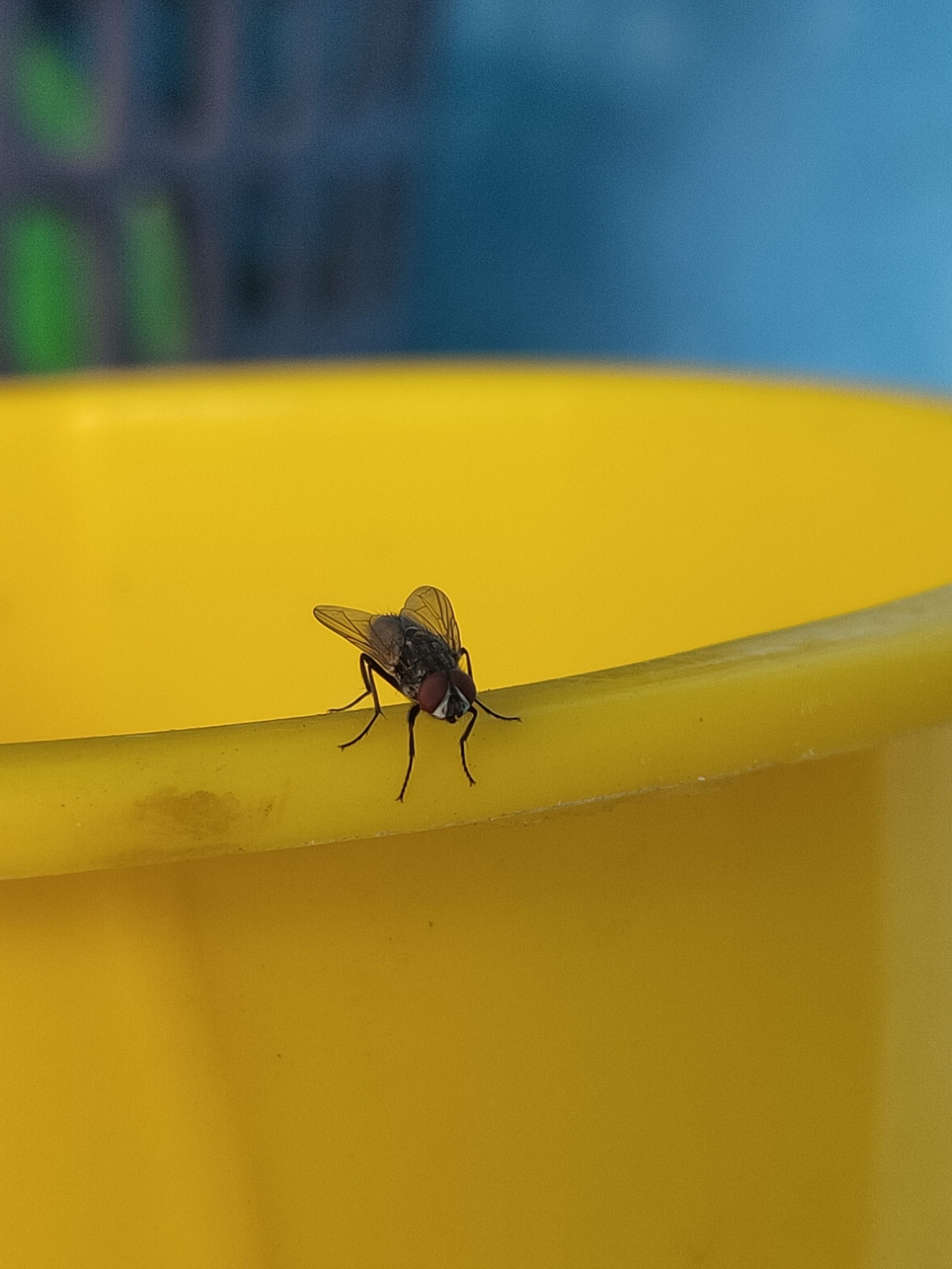 Housefly on plastic tub