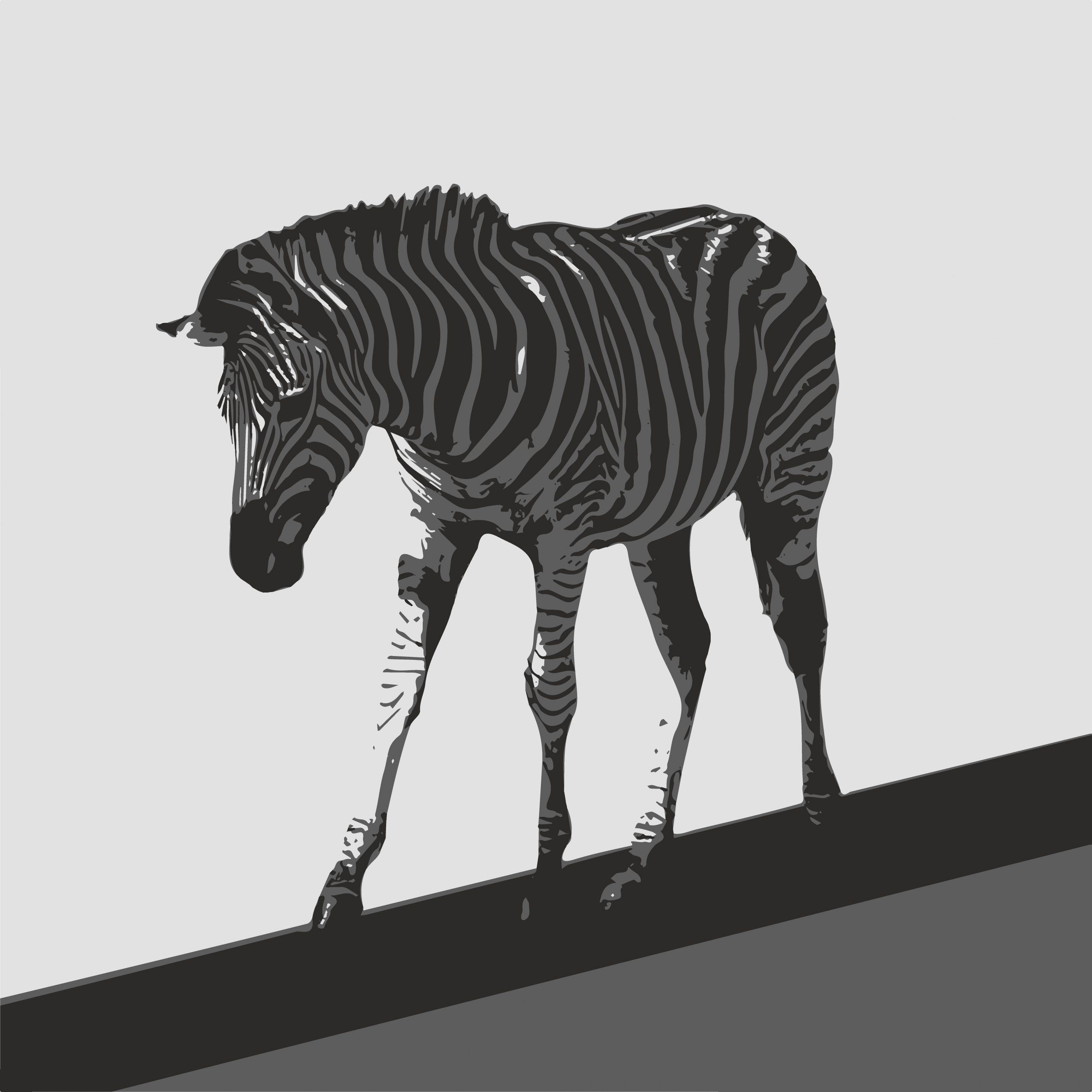 ILLUSTRATION of Zebra