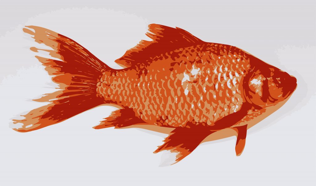 ILLUSTRATION of a fish - PixaHive