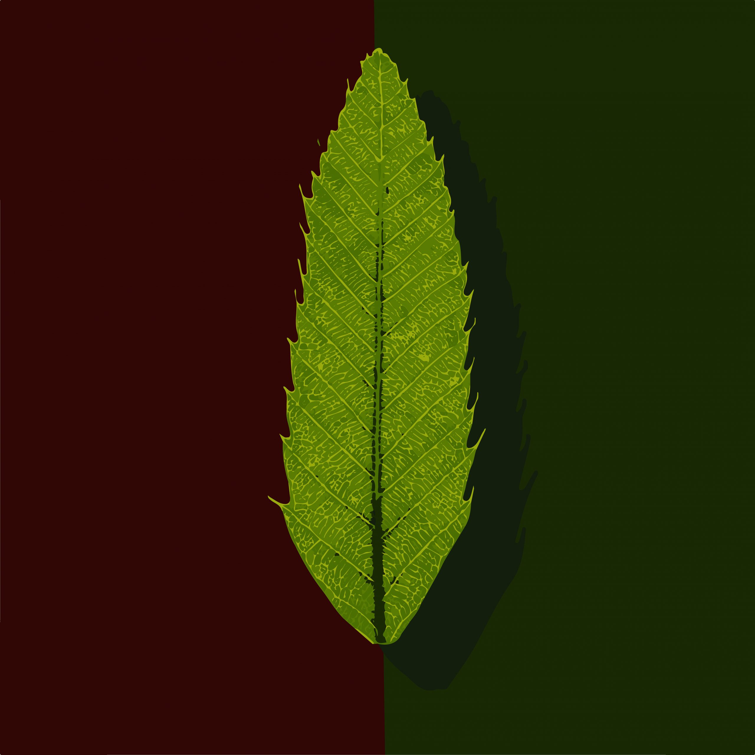 Illustration of a green leaf