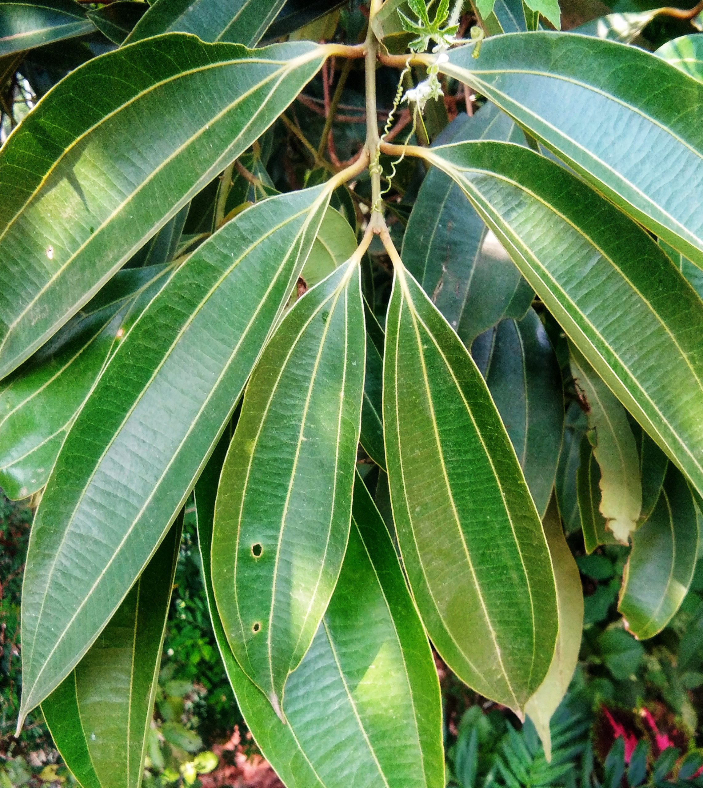 Indian Bay Leaves PixaHive