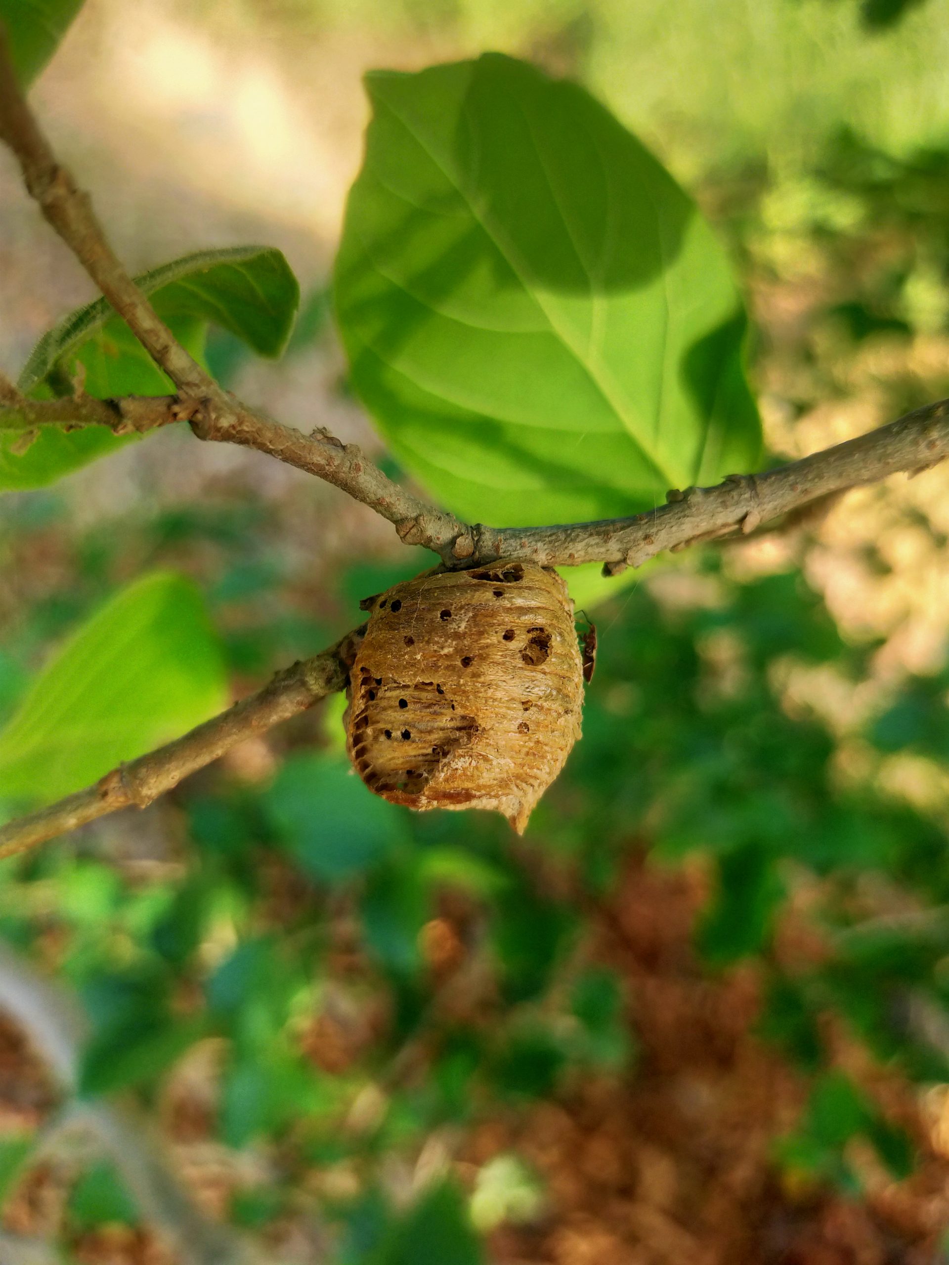 Insect Nest on plant